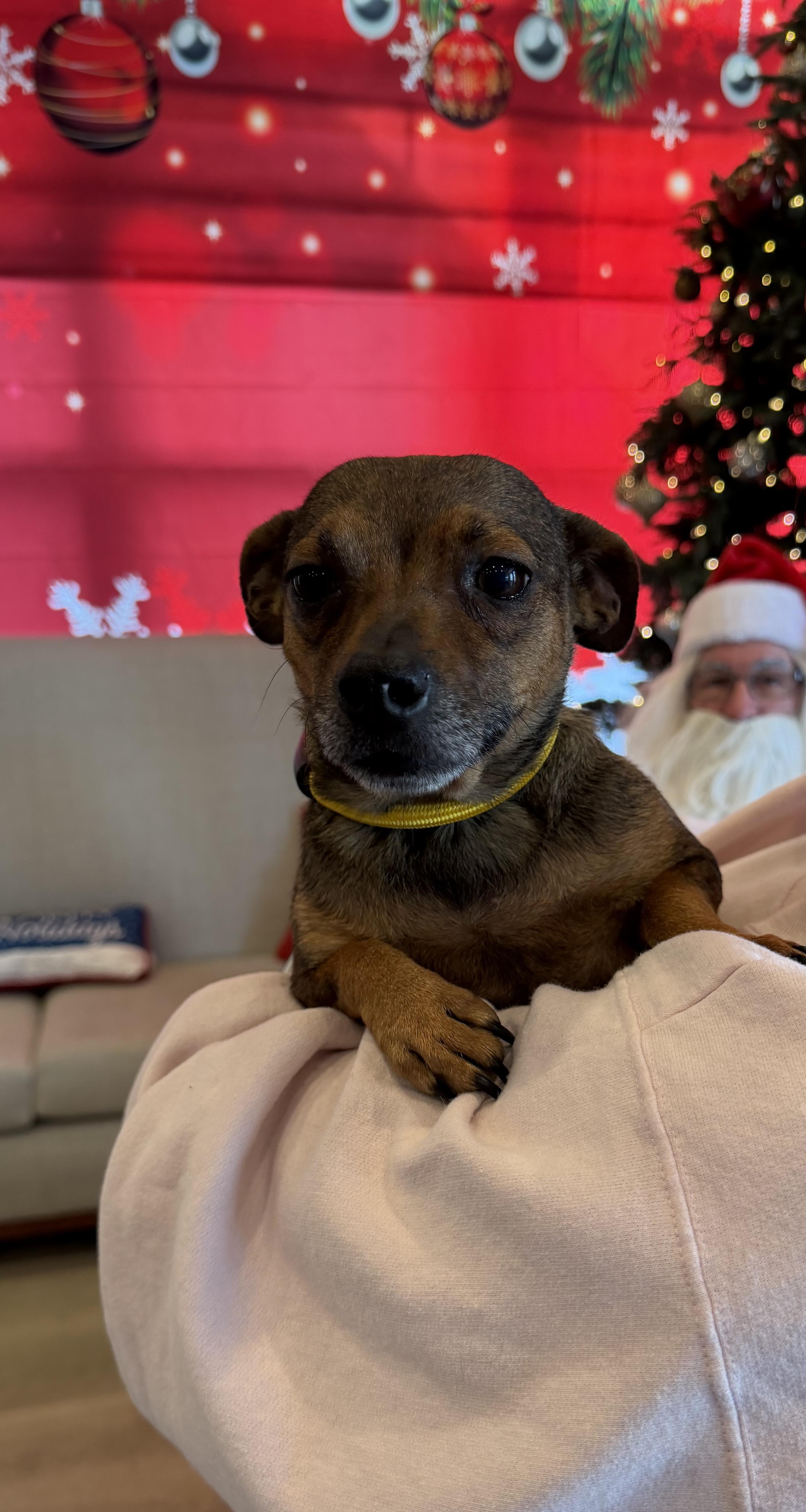 Garland, a ADOPTABLE mixed breed in Kannapolis, NC image 3/3