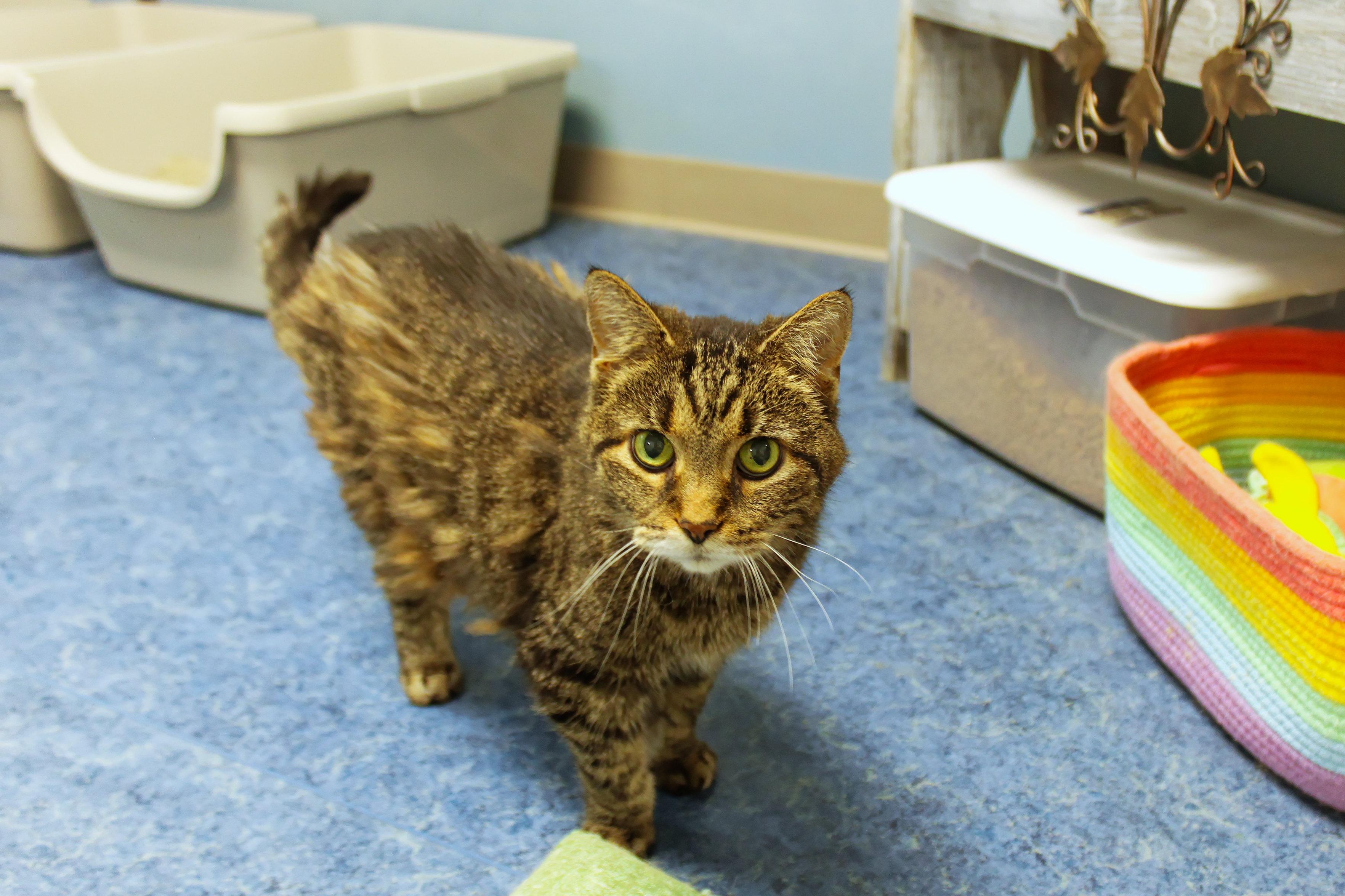Susan, a ADOPTABLE Domestic Short Hair in Urbana, OH image 2/5