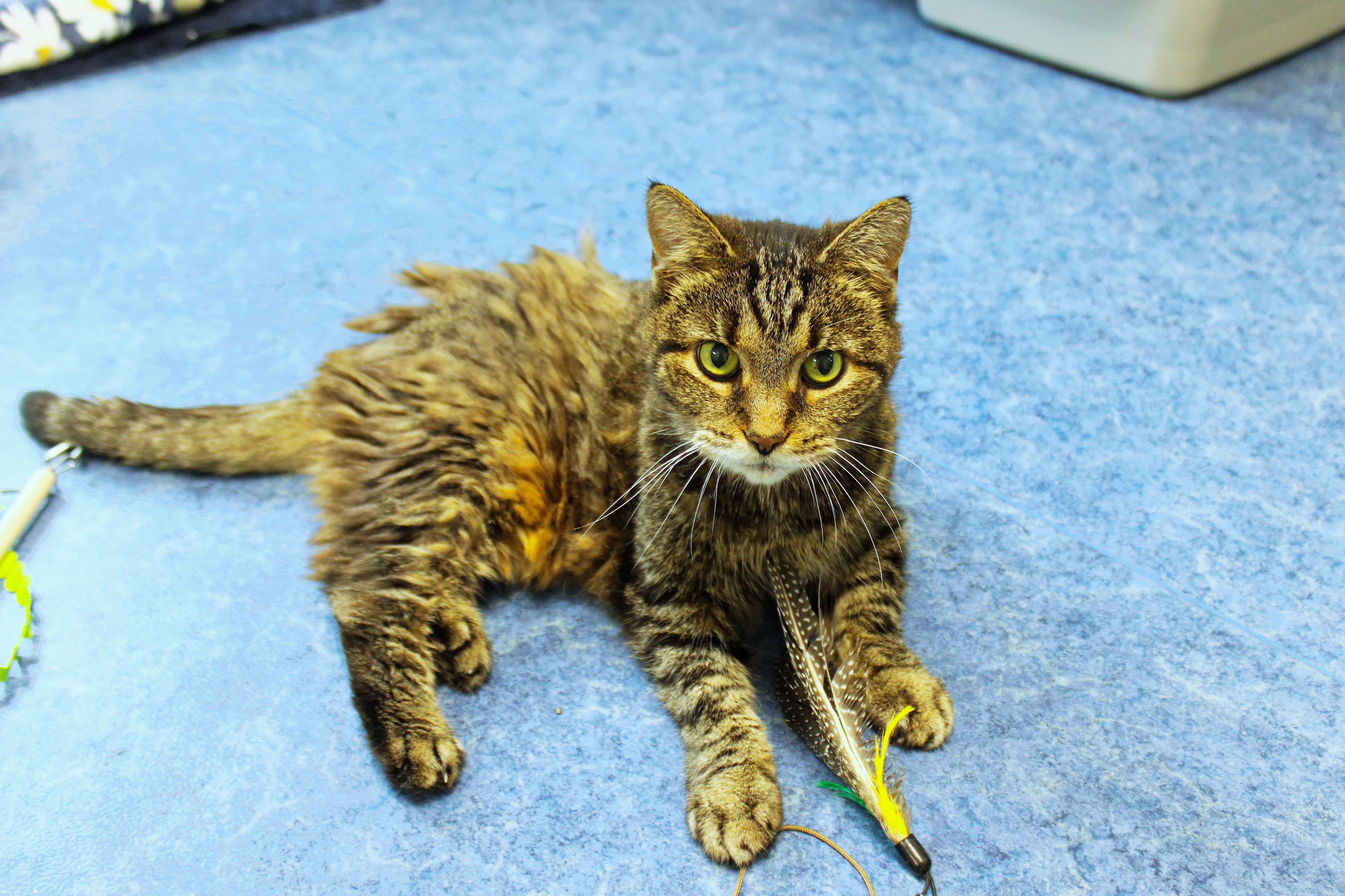 Susan, a ADOPTABLE Domestic Short Hair in Urbana, OH image 4/5