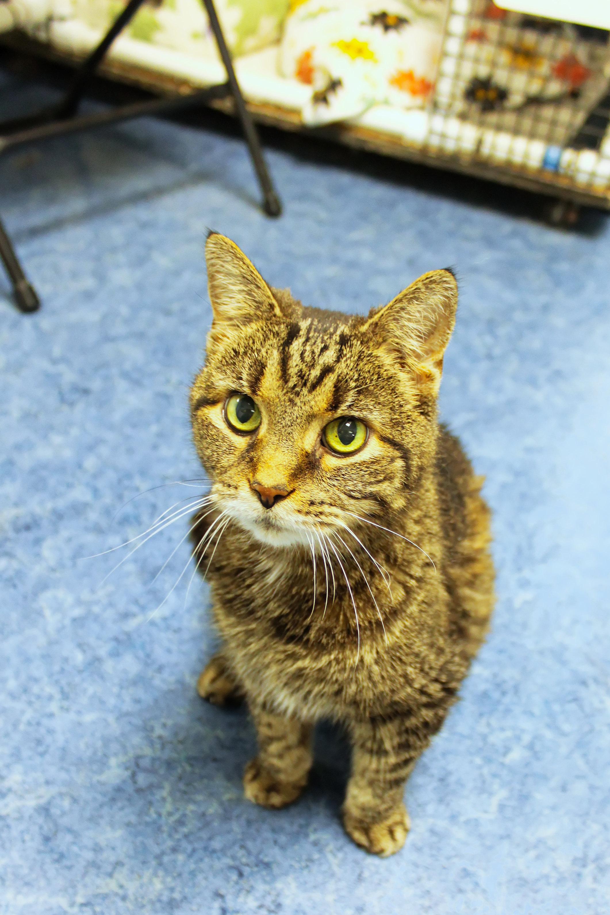 Susan, a ADOPTABLE Domestic Short Hair in Urbana, OH image 3/5
