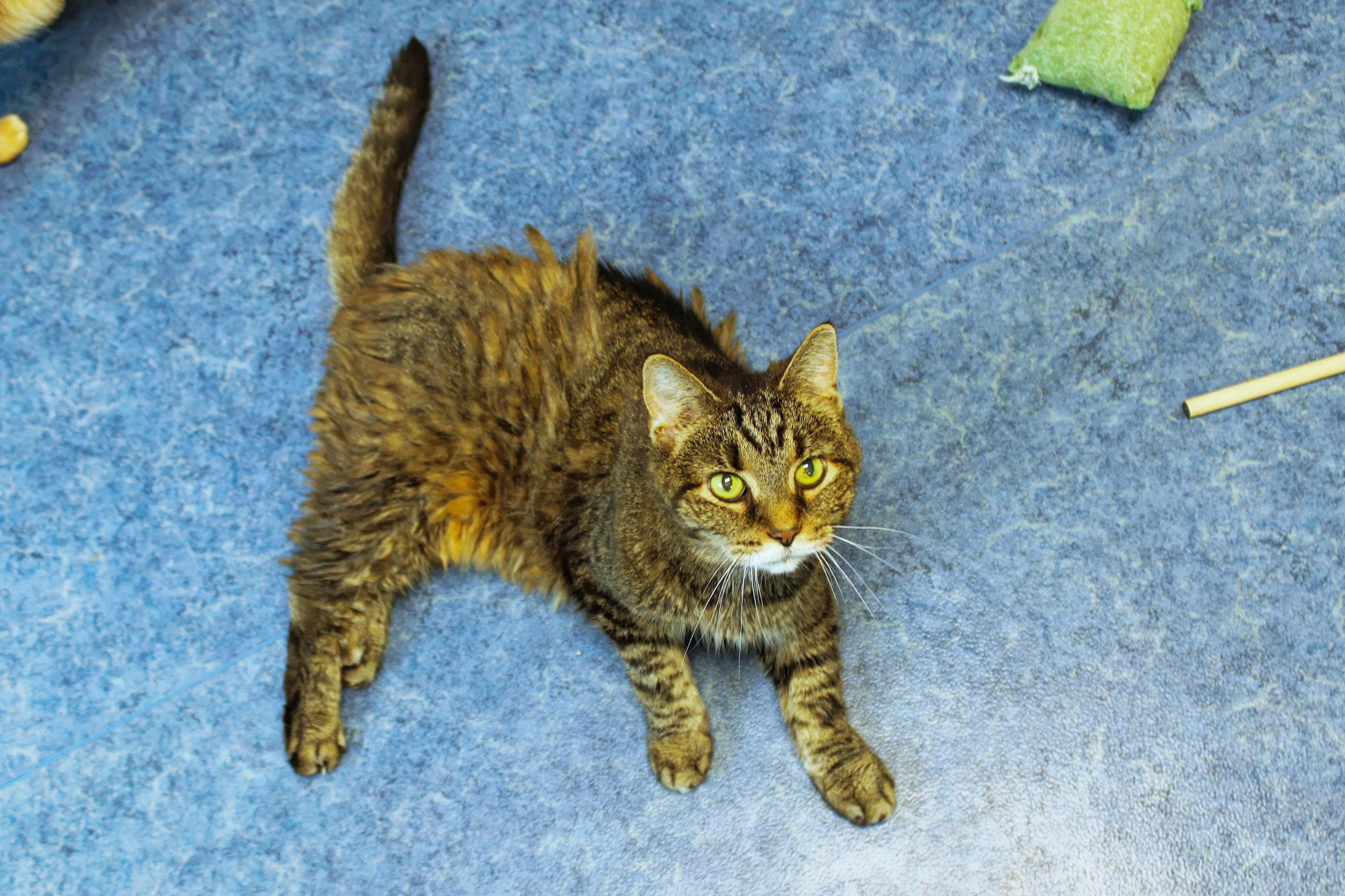 Susan, a ADOPTABLE Domestic Short Hair in Urbana, OH image 5/5