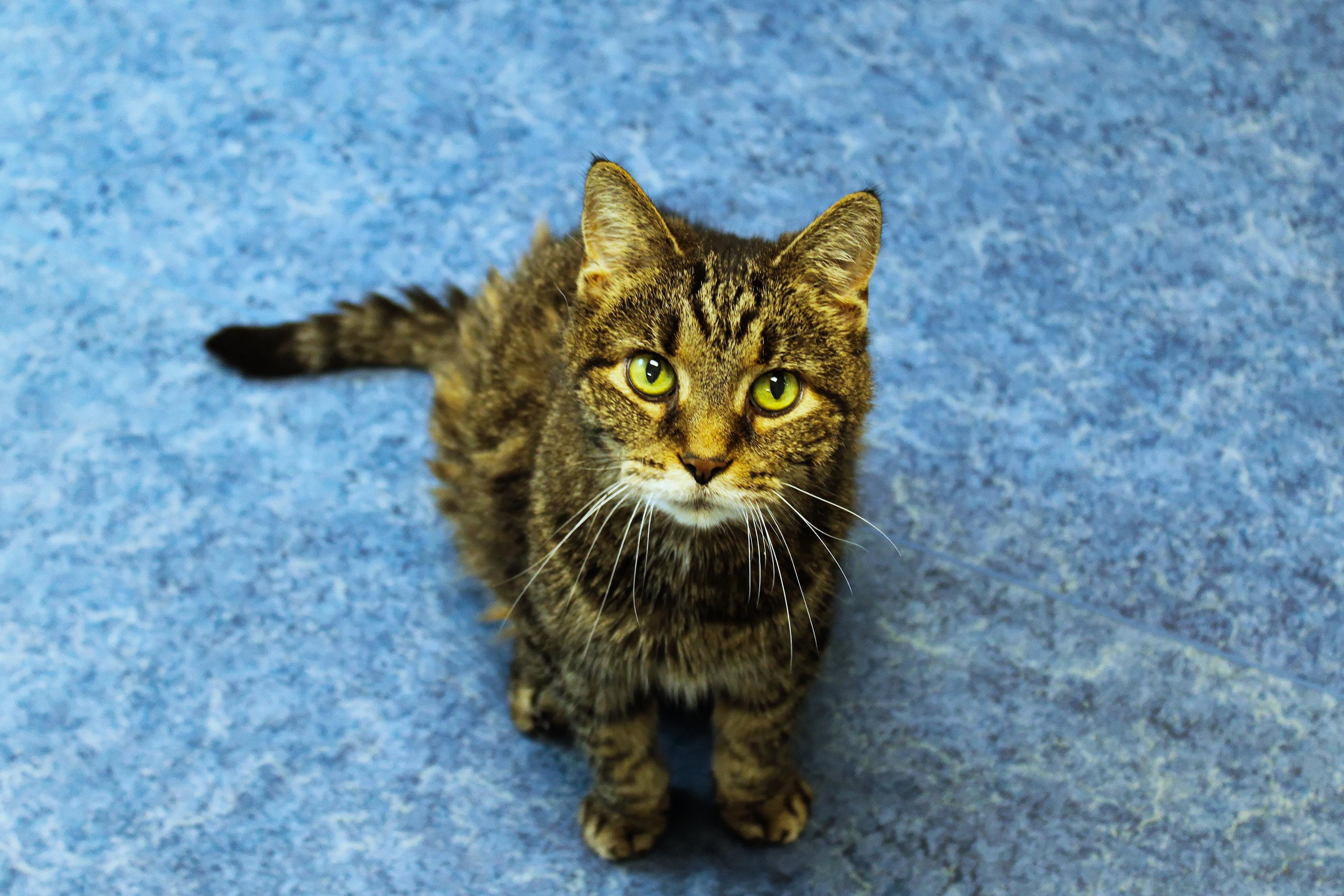Susan, a ADOPTABLE Domestic Short Hair in Urbana, OH image 1/5