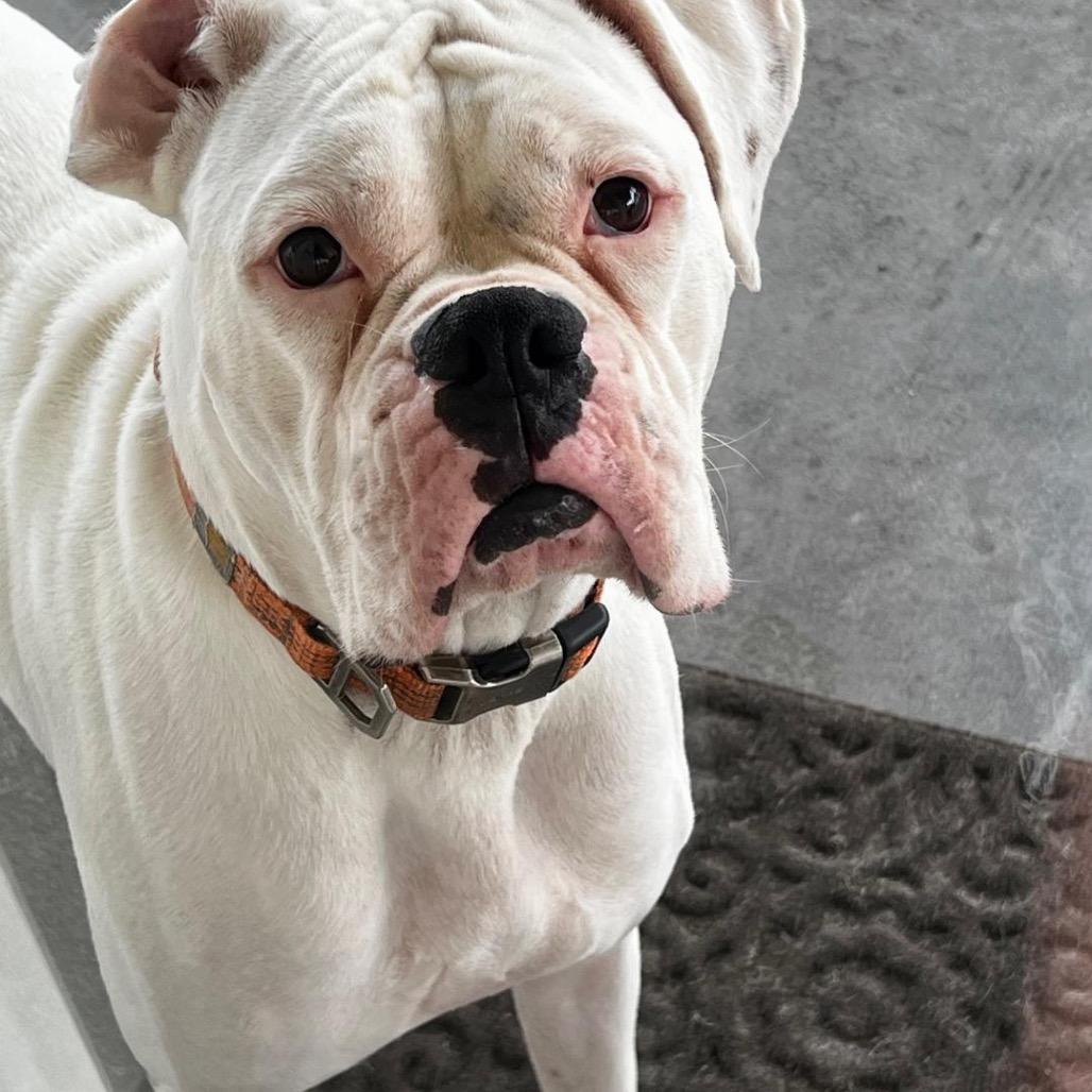 Bo, Adoptable, Adult Male Boxer.