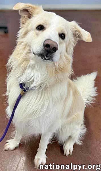 Kumo in IL - Enthusiastic About Play & Pets!