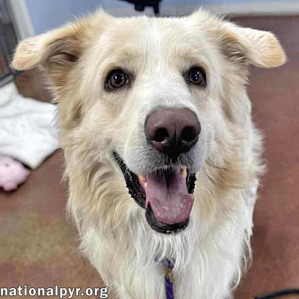 Kumo in IL - Enthusiastic About Play & Pets! — thumbnail 2