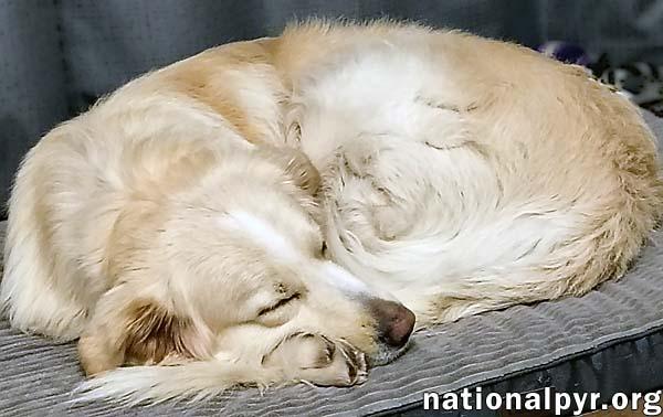 Kumo in IL - Enthusiastic About Play & Pets! — thumbnail 3