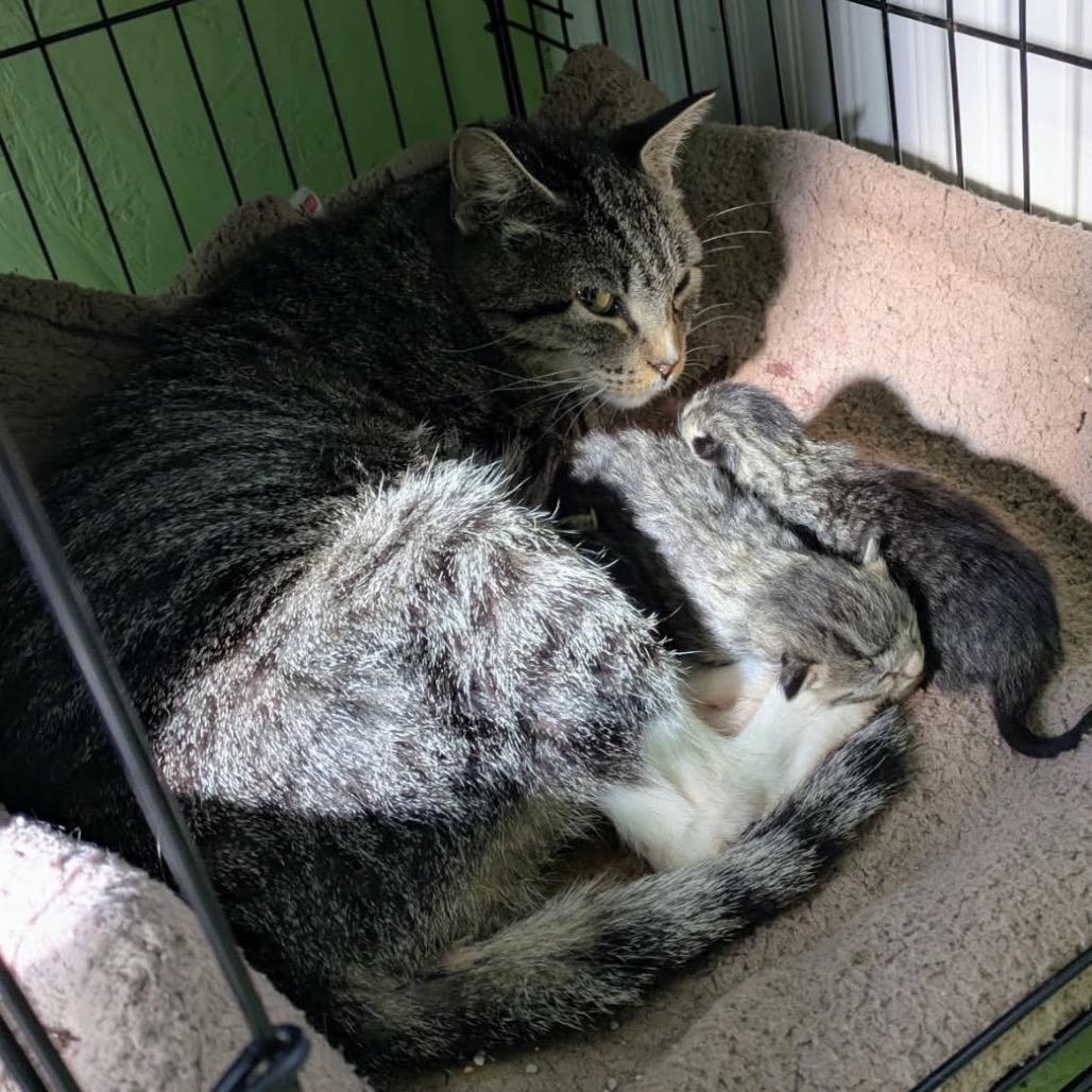 Enlarge Jensson TNR RRVC 11-11-2025 94100030873991 (Mommy Cat), a Adoptable Domestic Short Hair in Rochester, MN image 1/1