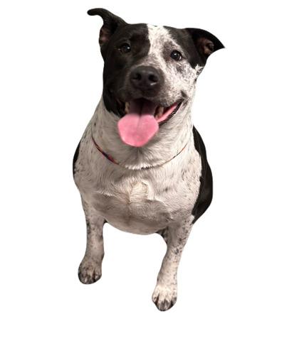 Enlarge Bailey, a ADOPTABLE mixed breed in Red Bluff, CA image 2/2