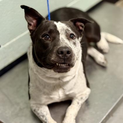 Bailey, ADOPTABLE, Adult Female Pit Bull Terrier & Border Collie.