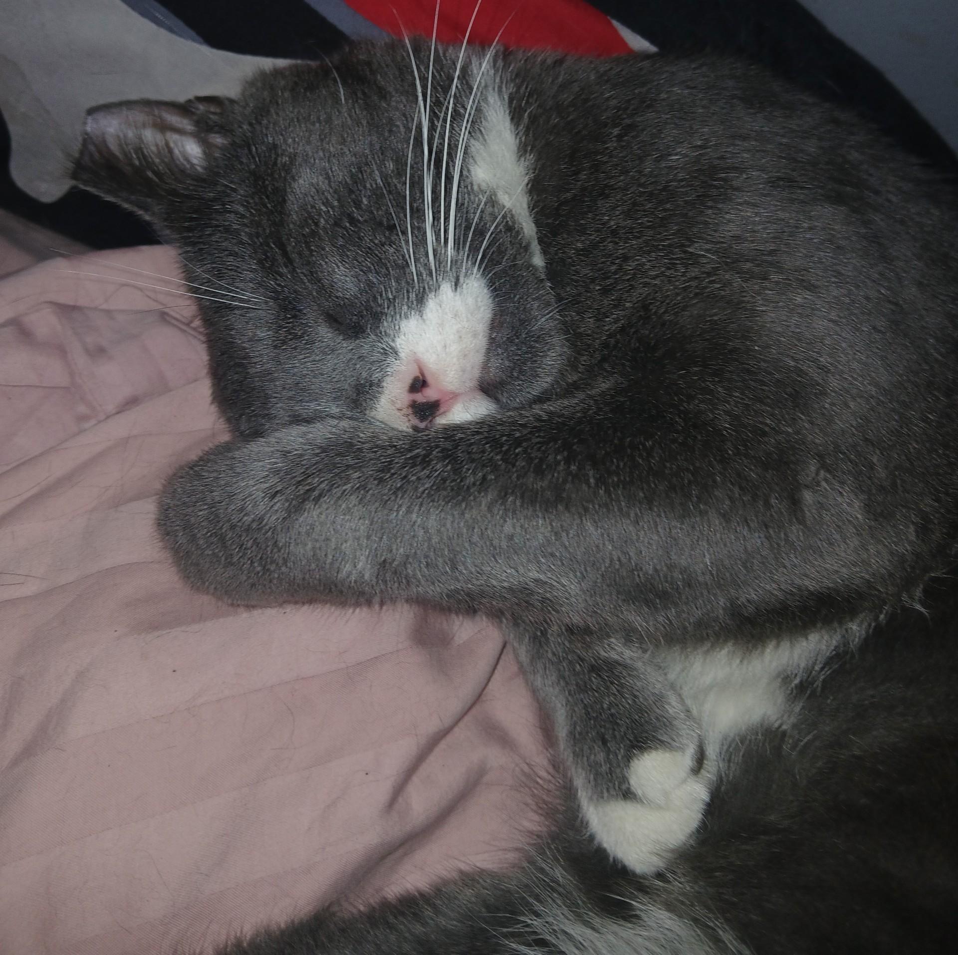 Enlarge Hamilton, a Adoptable Domestic Short Hair in Nutley, NJ image 2/3