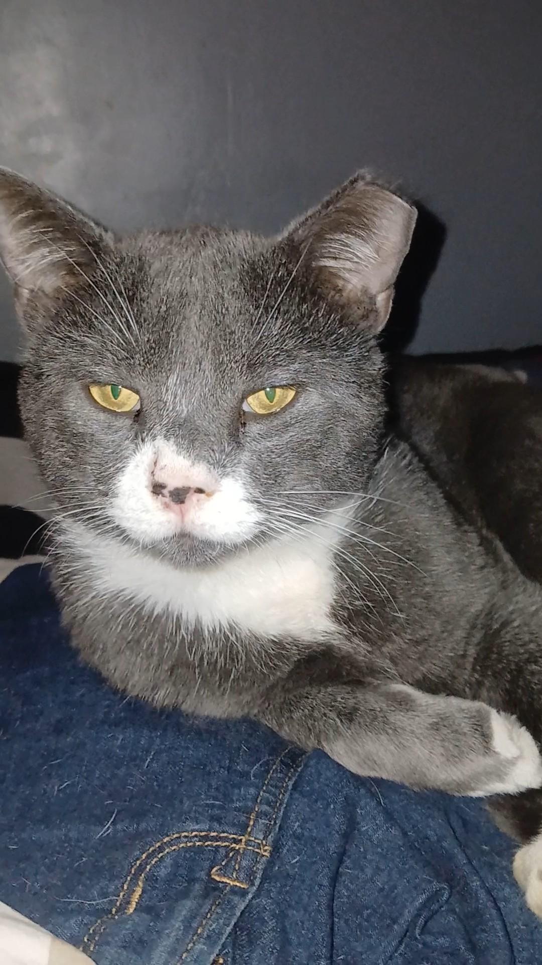Enlarge Hamilton, a Adoptable Domestic Short Hair in Nutley, NJ image 3/3