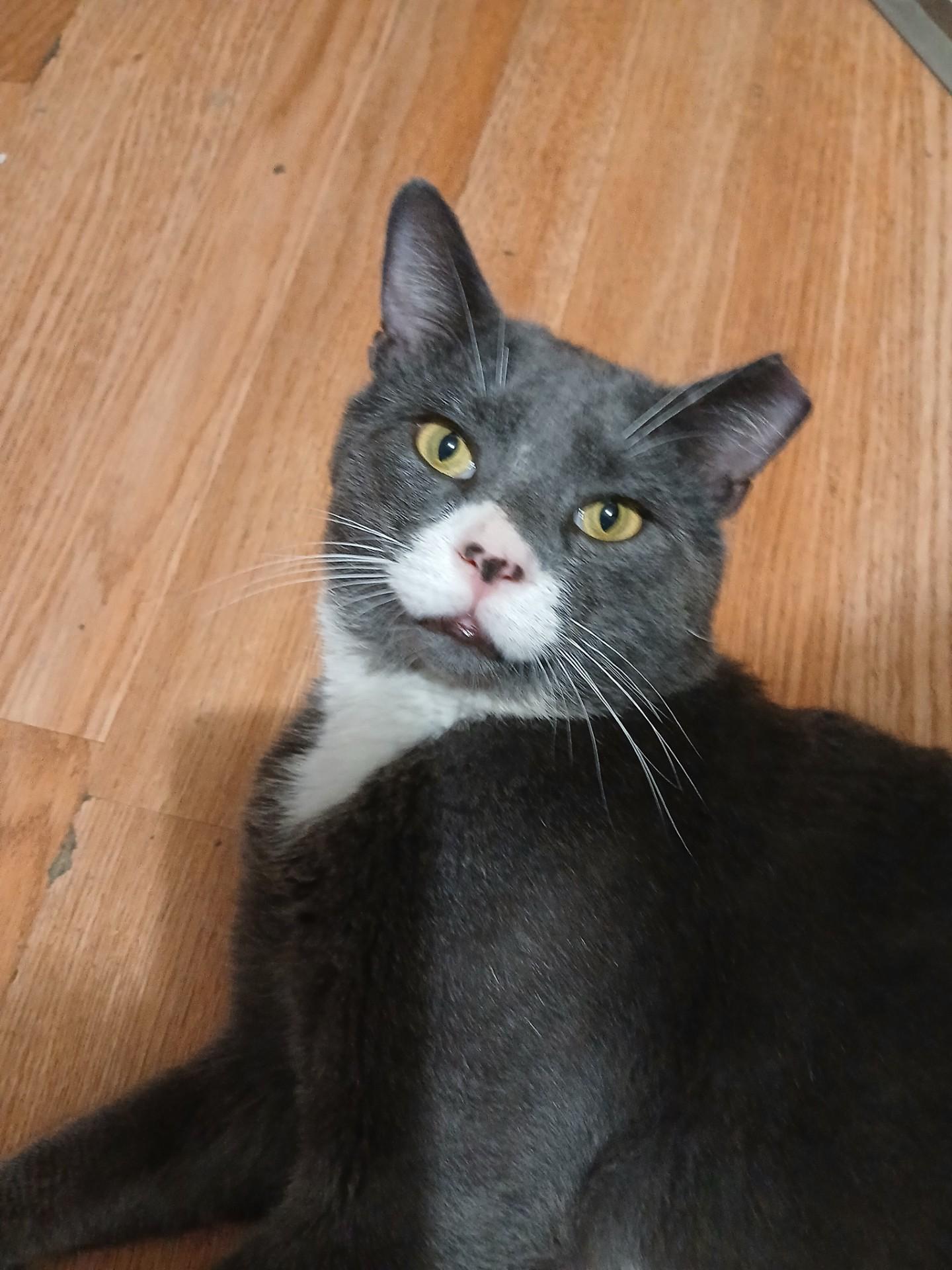 Enlarge Hamilton, a Adoptable Domestic Short Hair in Nutley, NJ image 1/3
