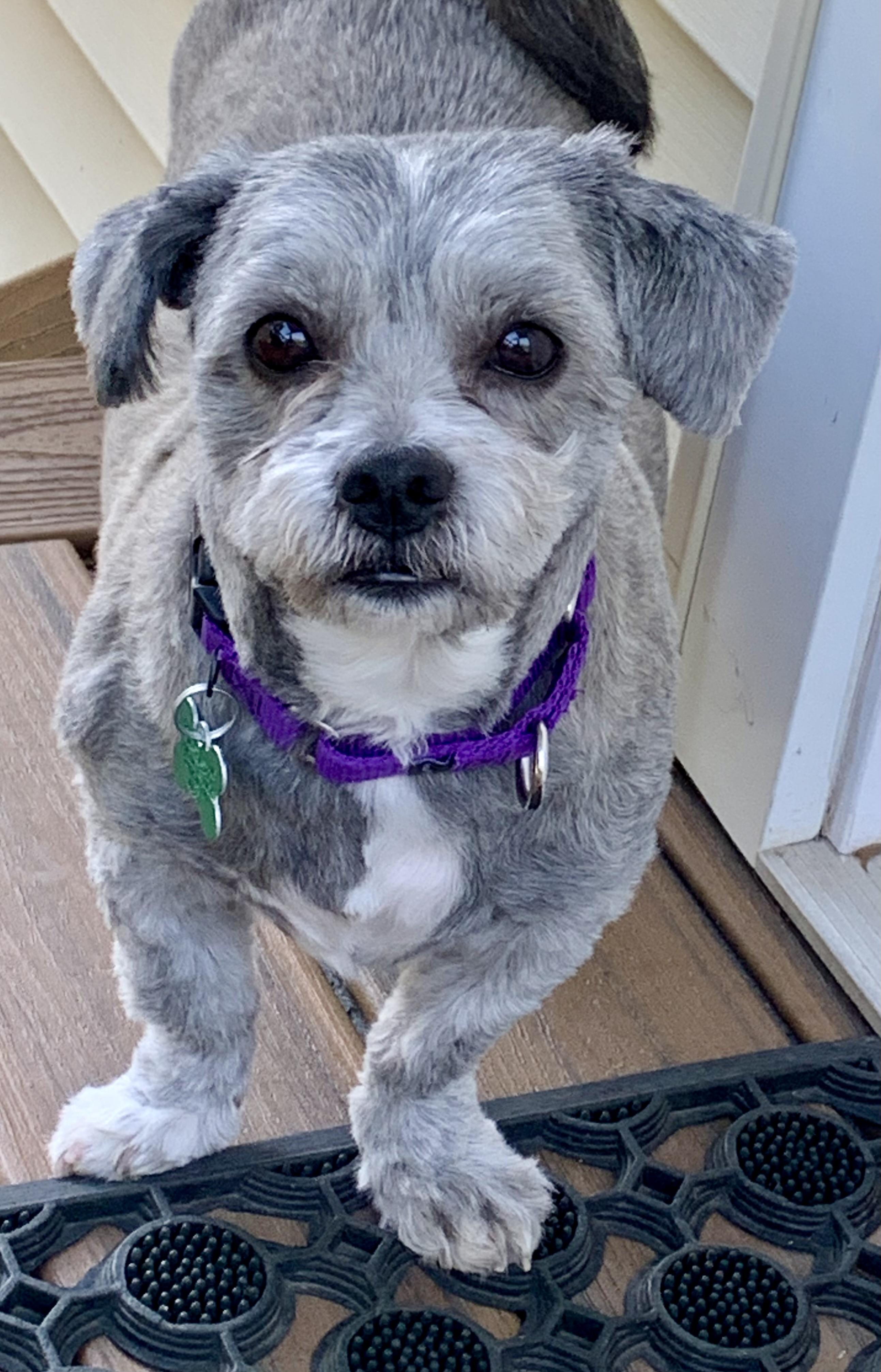 Kenzo, ADOPTABLE, Adult Male Lhasa Apso.