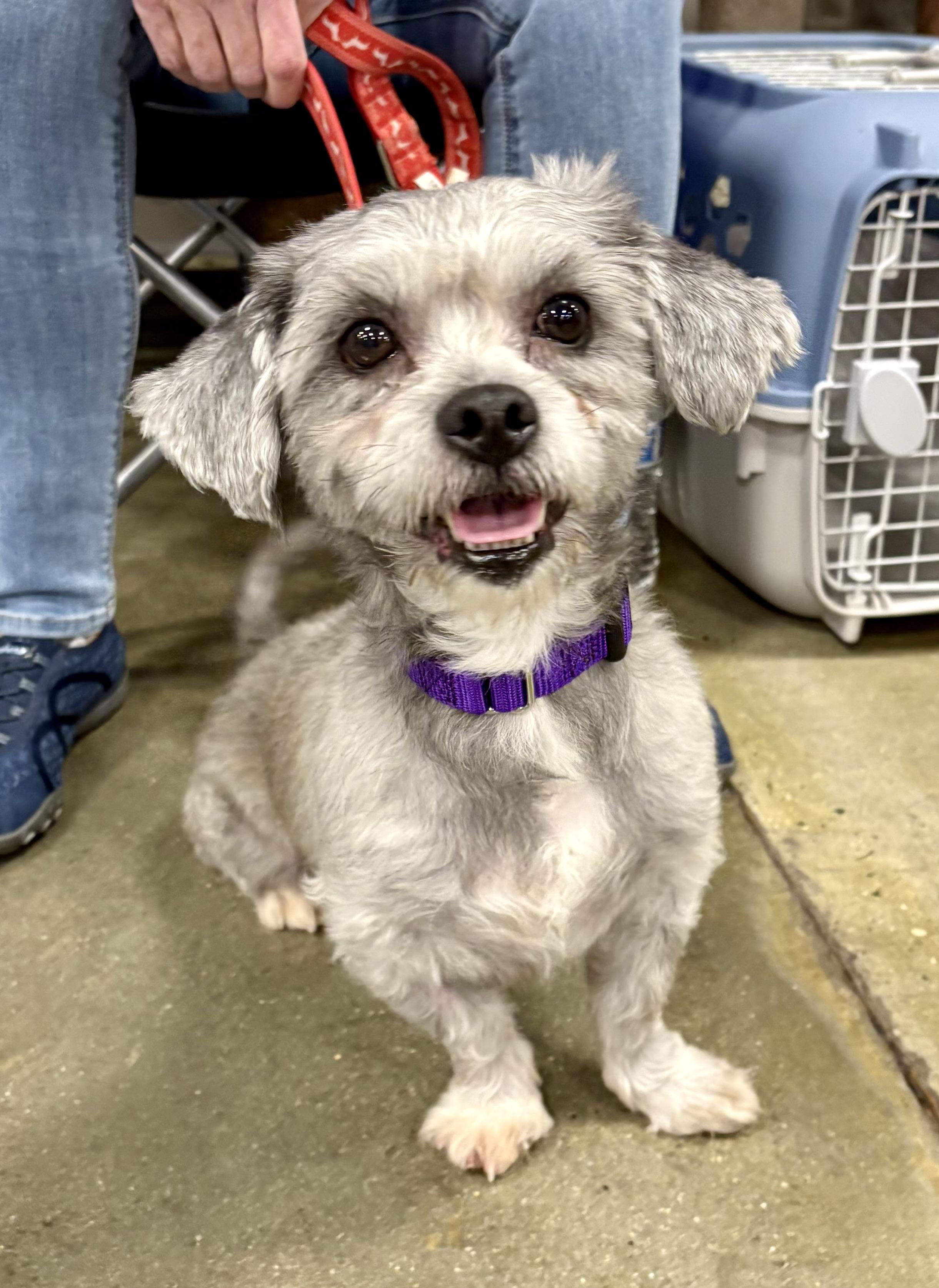 Enlarge Kenzo, a ADOPTABLE mixed breed in Warren, NJ image 1/4