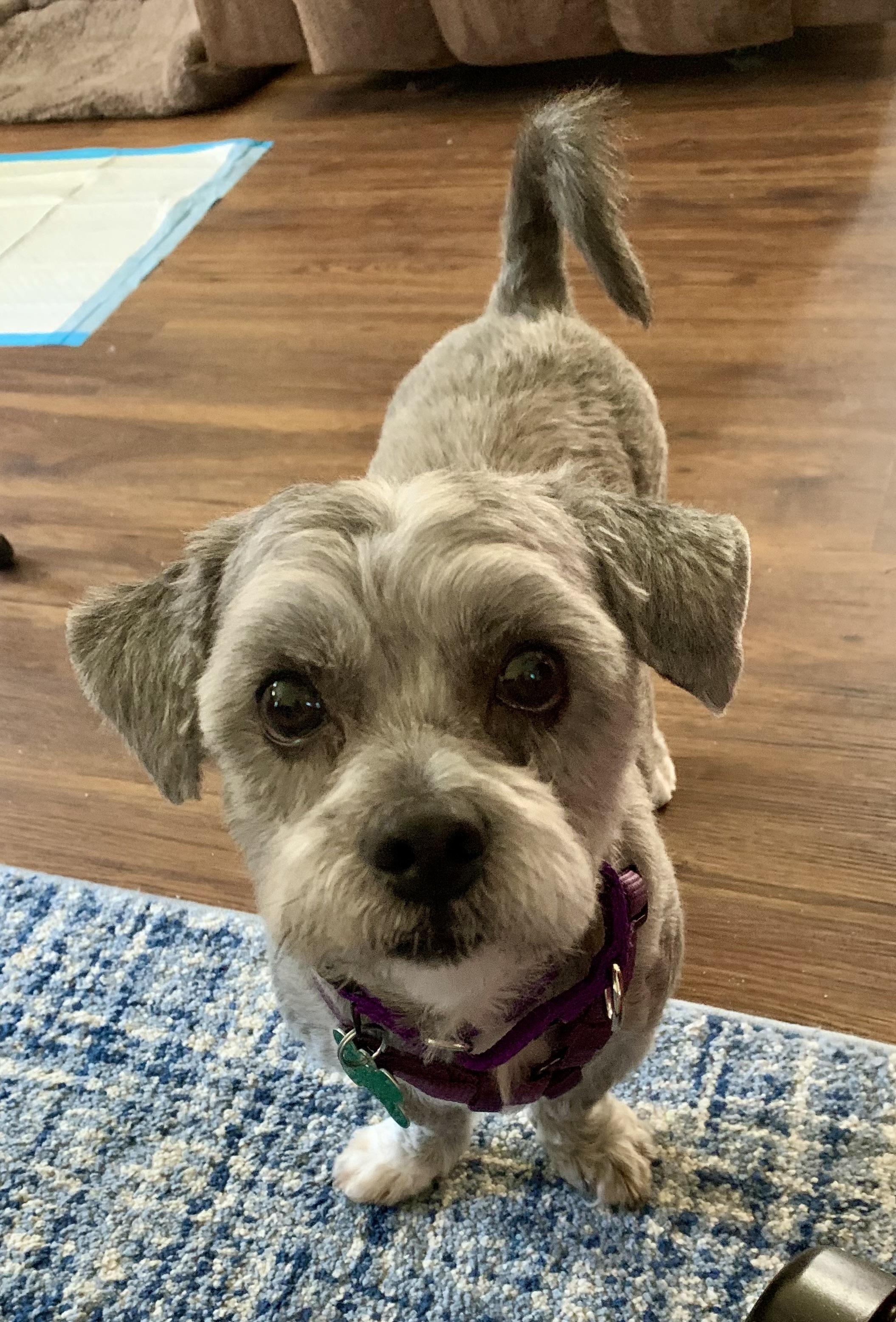 Enlarge Kenzo, a ADOPTABLE mixed breed in Warren, NJ image 2/4