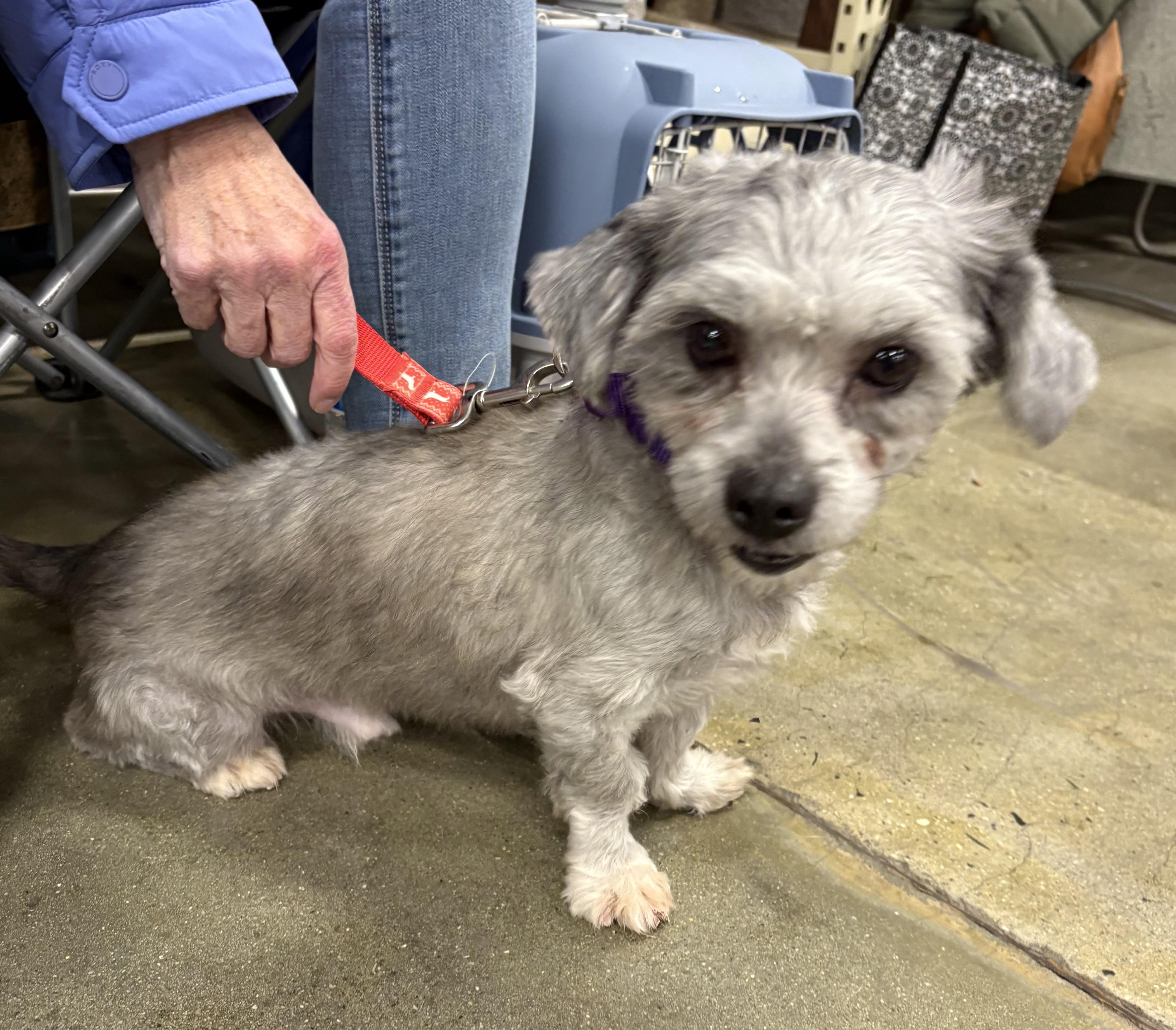 Enlarge Kenzo, a ADOPTABLE mixed breed in Warren, NJ image 3/4