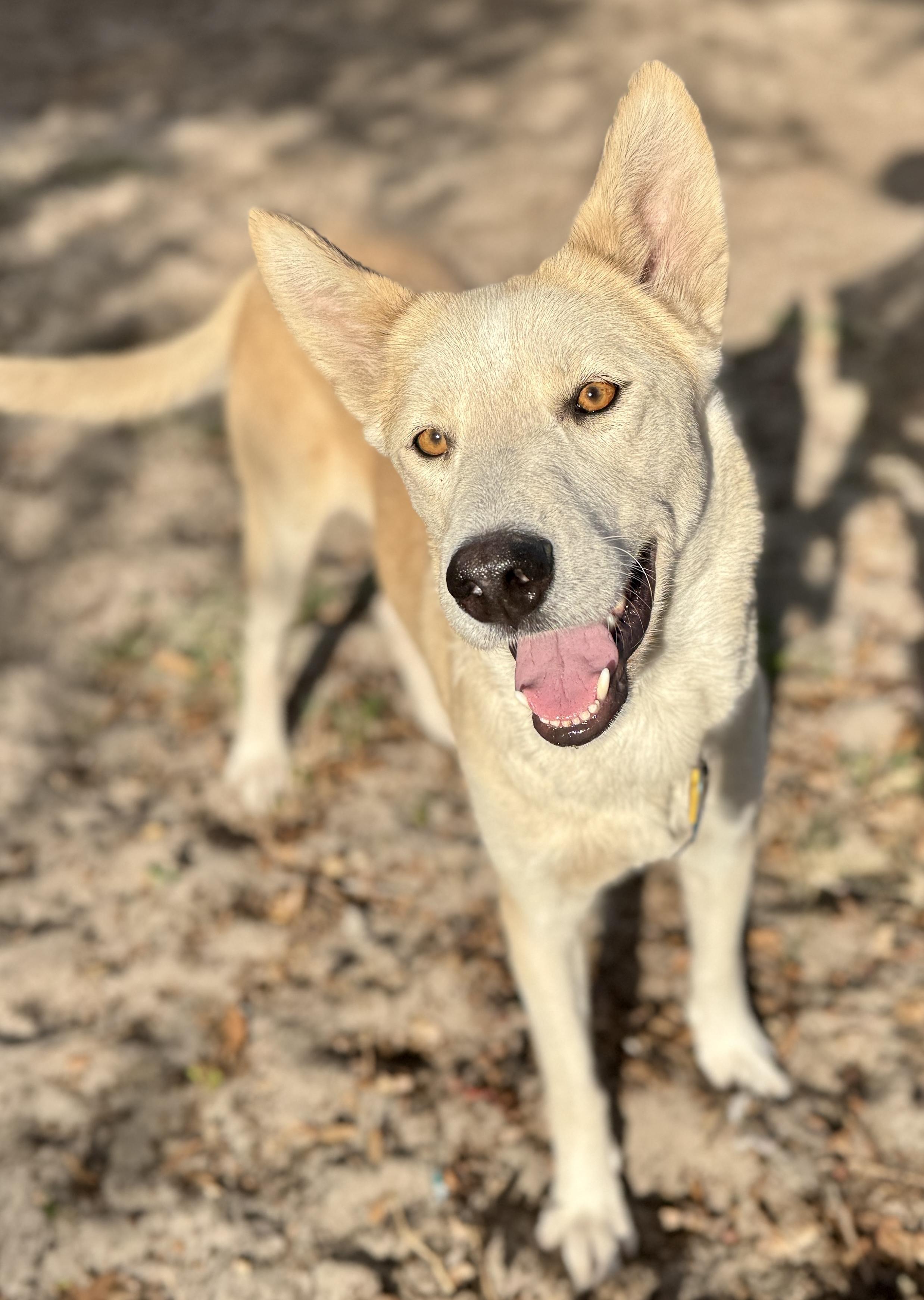 Tina, a ADOPTABLE mixed breed in Deltona, FL image 5/5