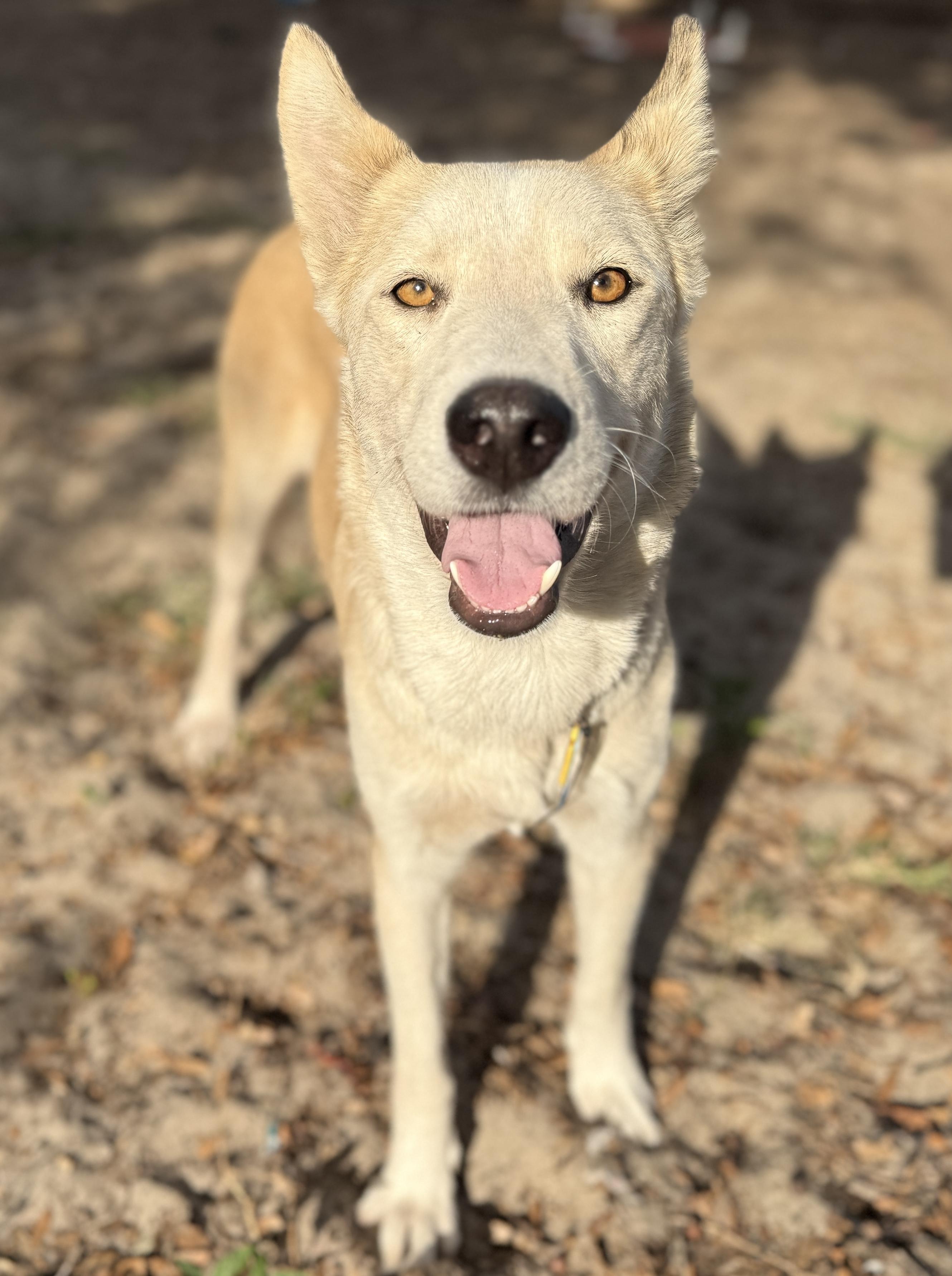 Tina, ADOPTABLE, Adult Female German Shepherd Dog & Siberian Husky.