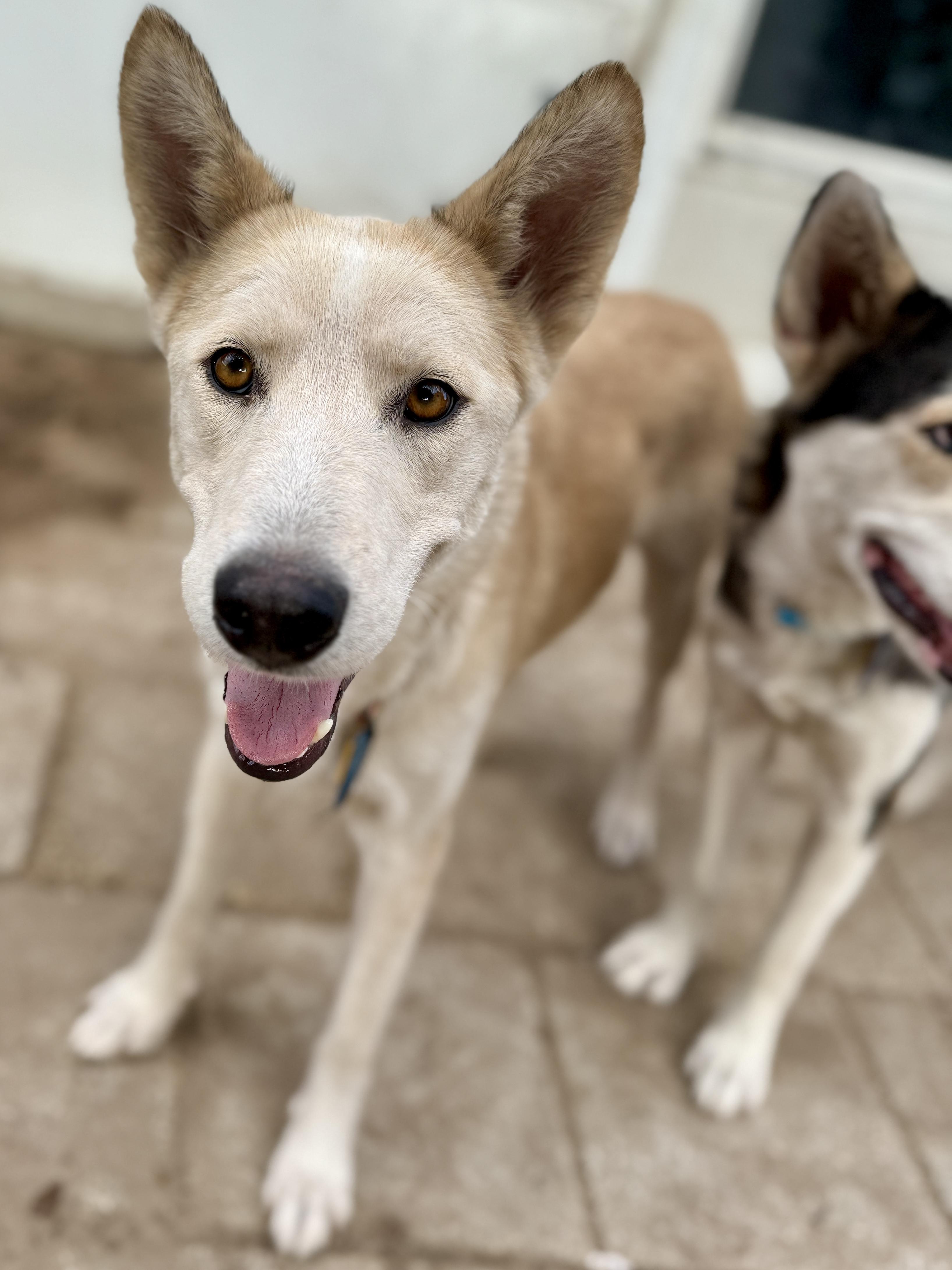 Tina, a ADOPTABLE mixed breed in Deltona, FL image 2/5