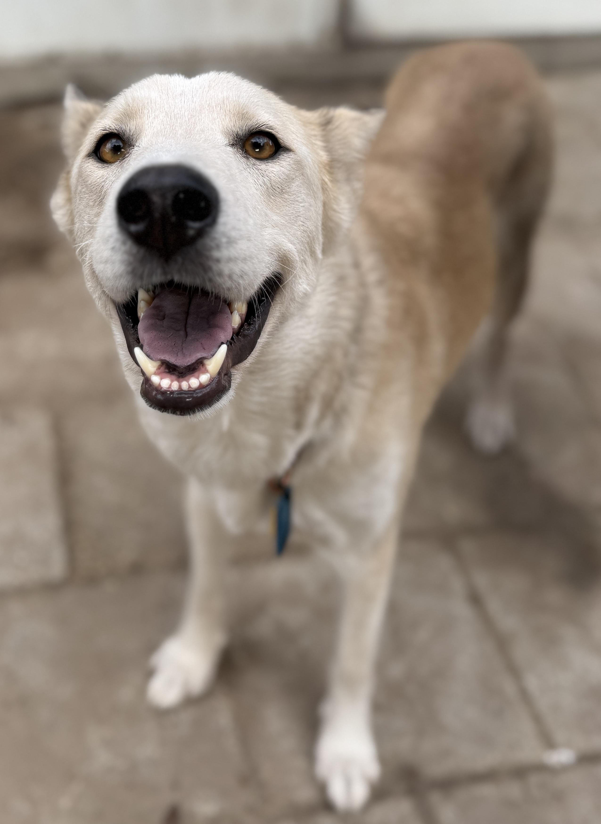 Tina, a ADOPTABLE mixed breed in Deltona, FL image 3/5