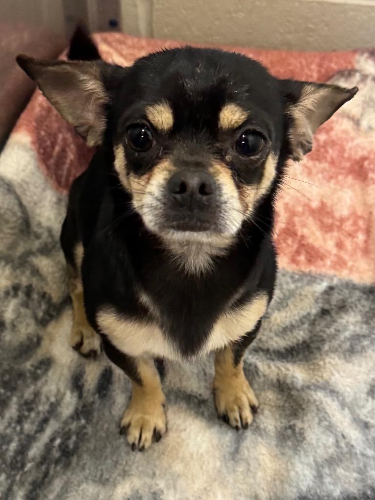 Cheech, Adoptable, Adult Male Chihuahua.