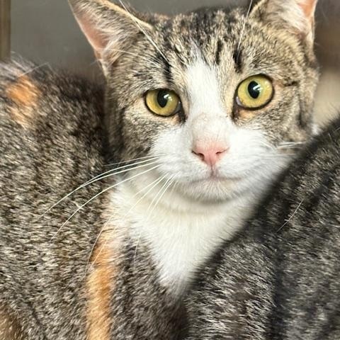 Jenny, ADOPTABLE, Adult Female Domestic Short Hair.