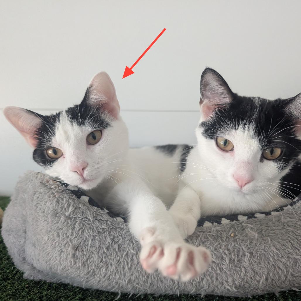 Kash, Adoptable, Young Female Domestic Short Hair.
