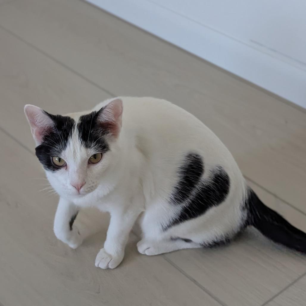 Enlarge Kash, a Adoptable Domestic Short Hair in Middleton, WI image 2/6