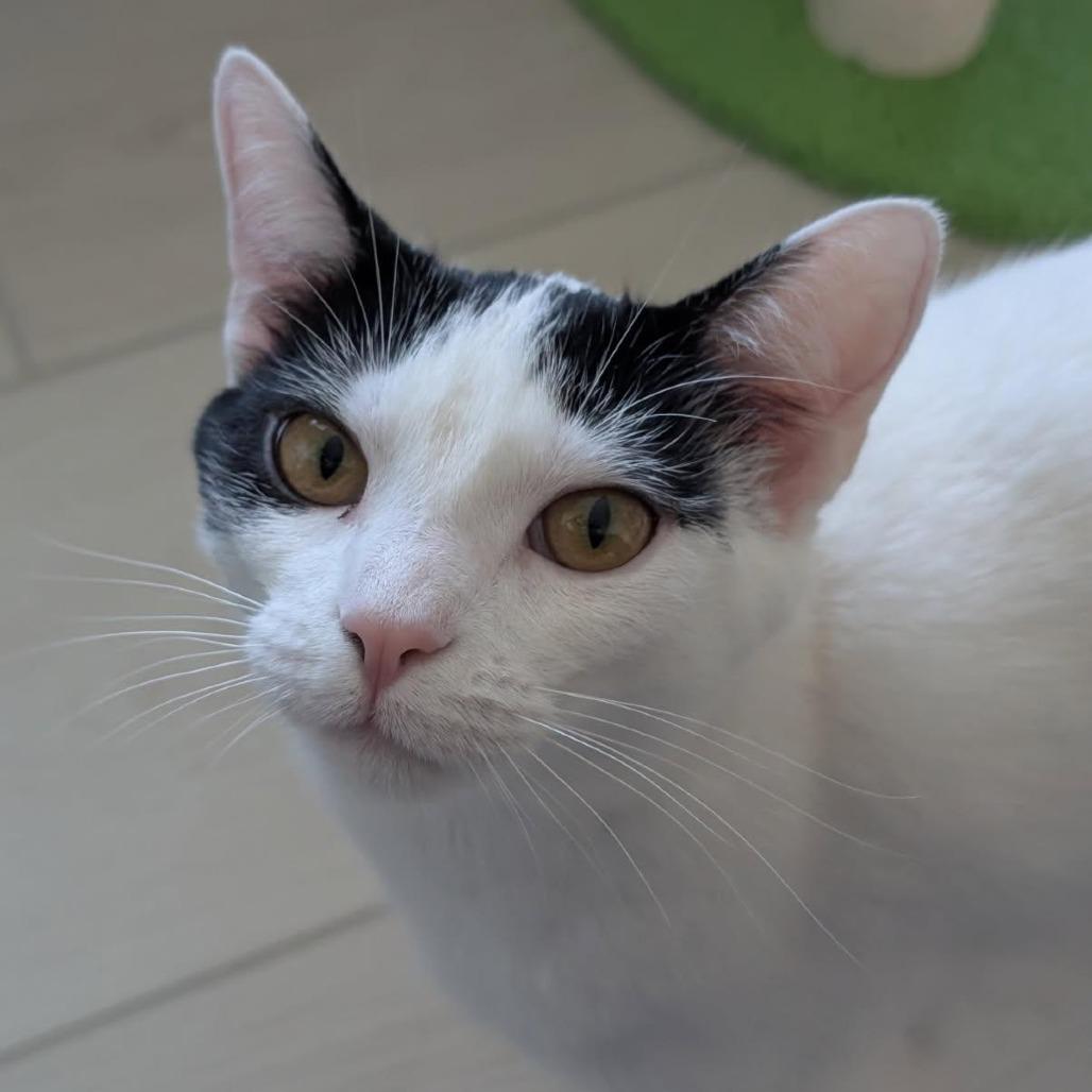 Enlarge Kash, a Adoptable Domestic Short Hair in Middleton, WI image 3/6