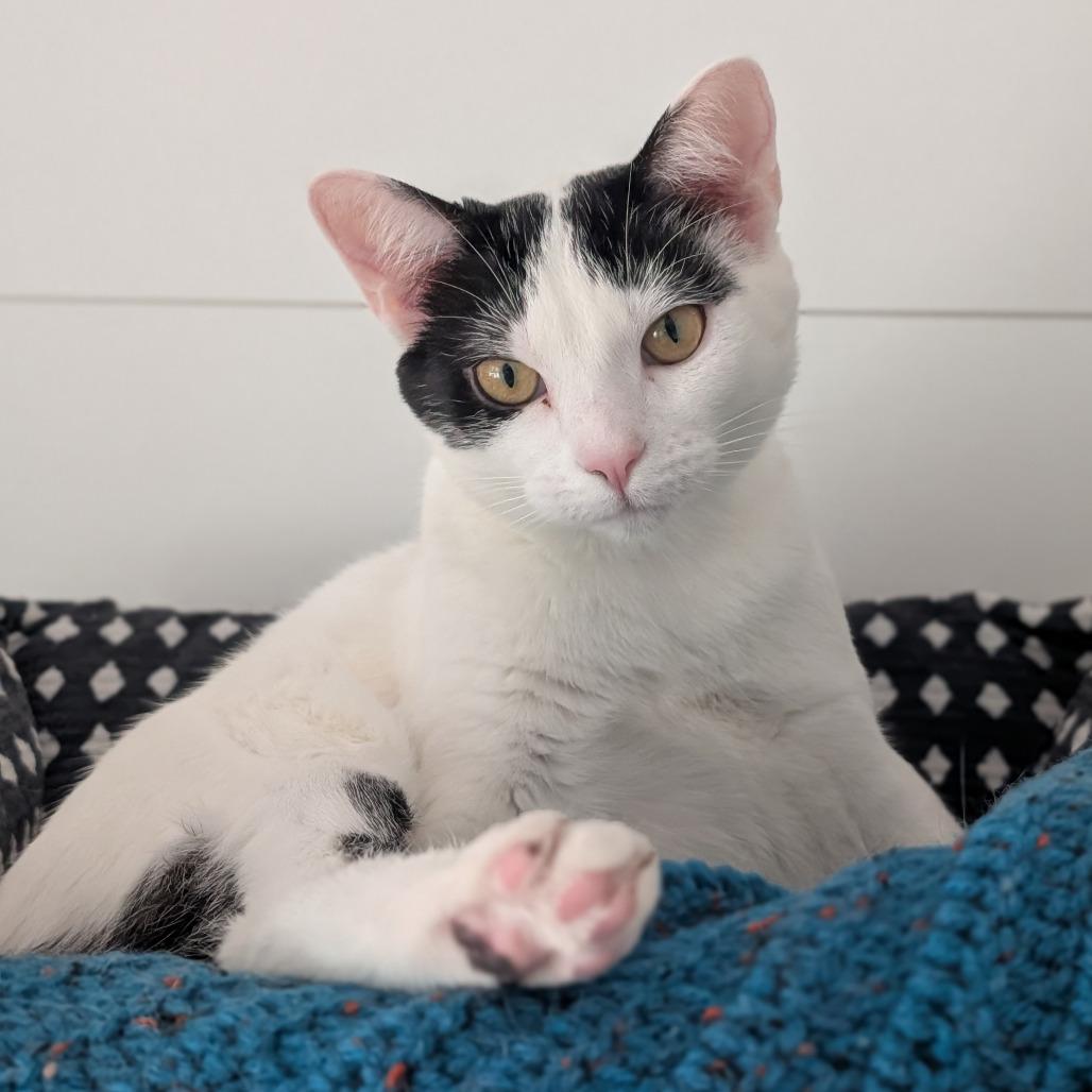 Enlarge Kash, a Adoptable Domestic Short Hair in Middleton, WI image 4/6