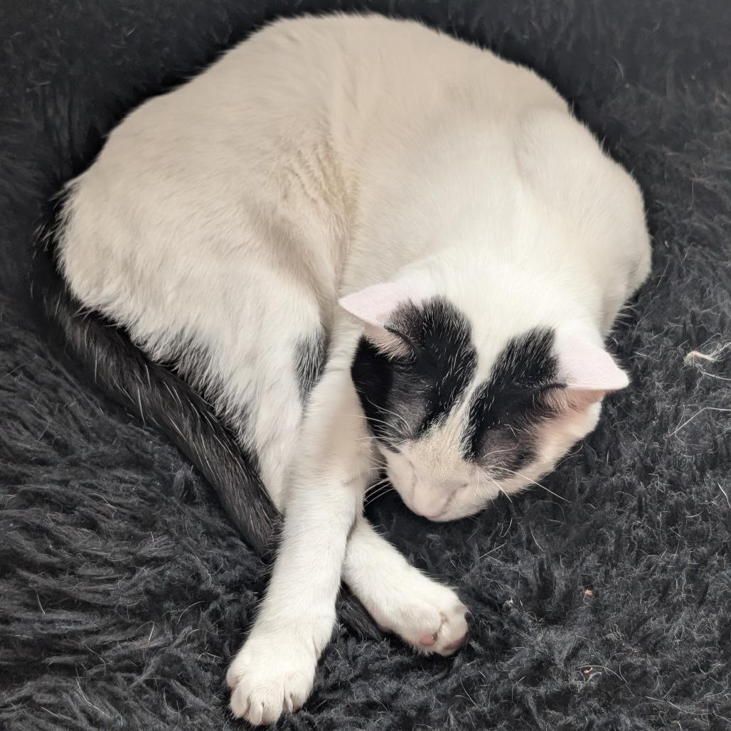 Enlarge Kash, a Adoptable Domestic Short Hair in Middleton, WI image 5/6