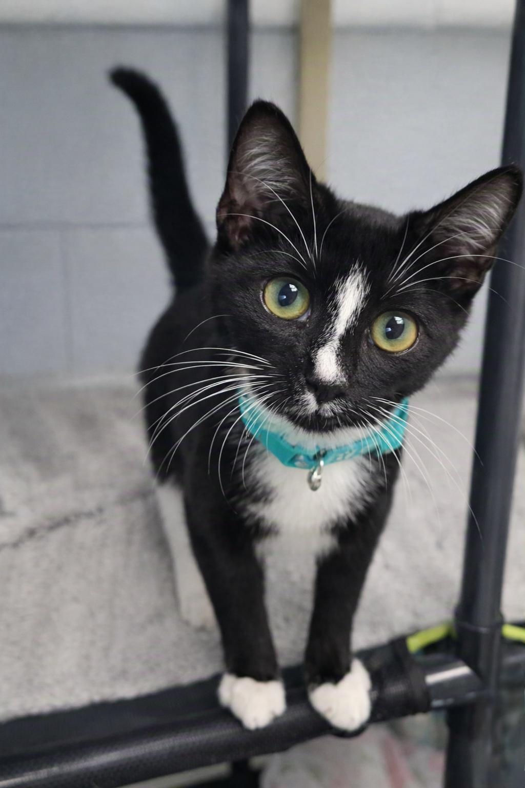 Mac, Adoptable, Kitten Male Domestic Short Hair.