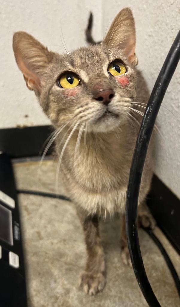 Karen, Adoptable, Young Female Domestic Short Hair.