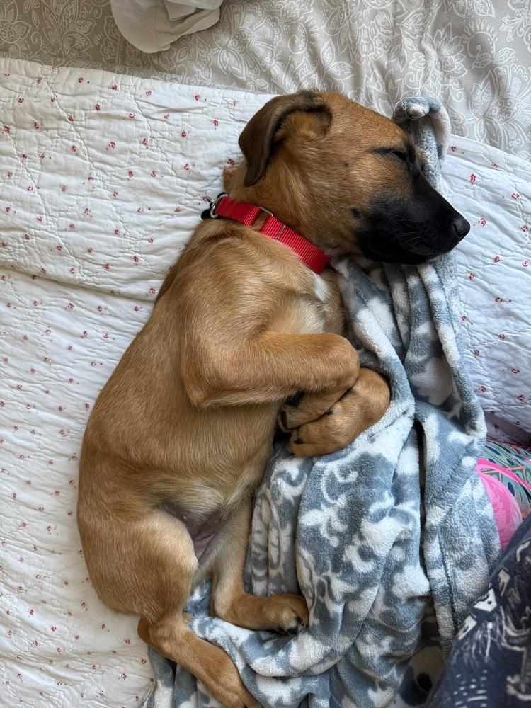 Luna, Adoptable, Puppy Female Mixed Breed.