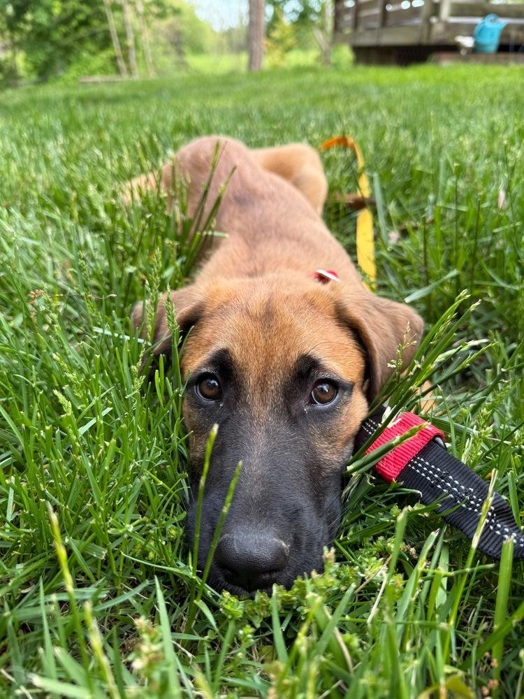 Luna, a Adoptable mixed breed in Valley Stream, NY image 2/5