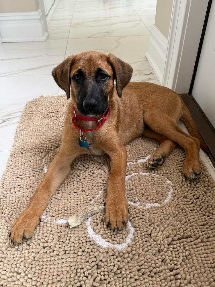 Luna, a Adoptable mixed breed in Valley Stream, NY image 3/5