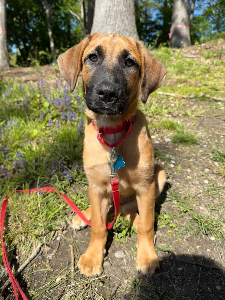 Luna, a Adoptable mixed breed in Valley Stream, NY image 4/5