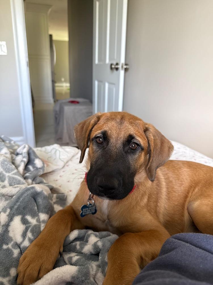 Luna, a Adoptable mixed breed in Valley Stream, NY image 5/5