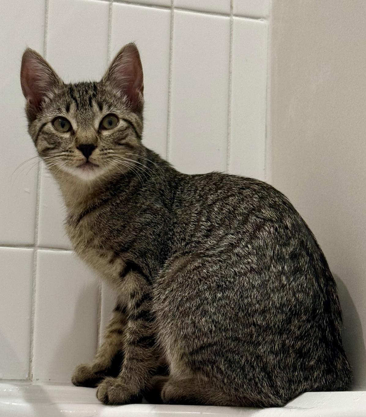 Cortney, Adoptable, Kitten Female Domestic Short Hair.