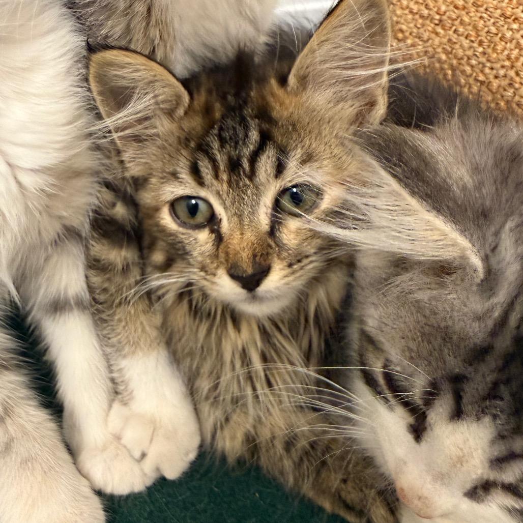 Enlarge Hazel, a Adoptable Domestic Long Hair in Layton, UT image 1/1