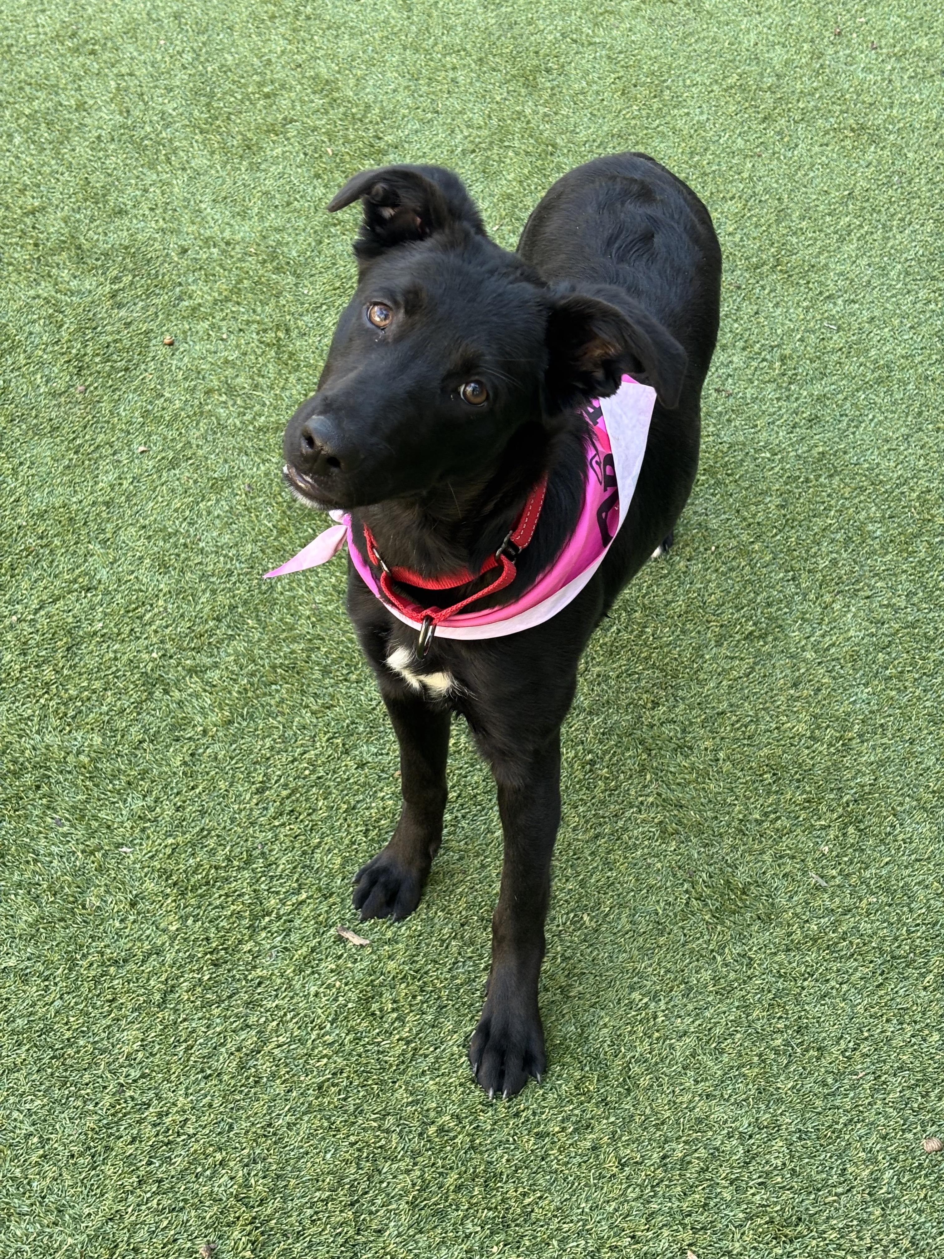 Enlarge Puppy Bailey, a ADOPTABLE Flat-Coated Retriever in Dallas, TX image 1/3