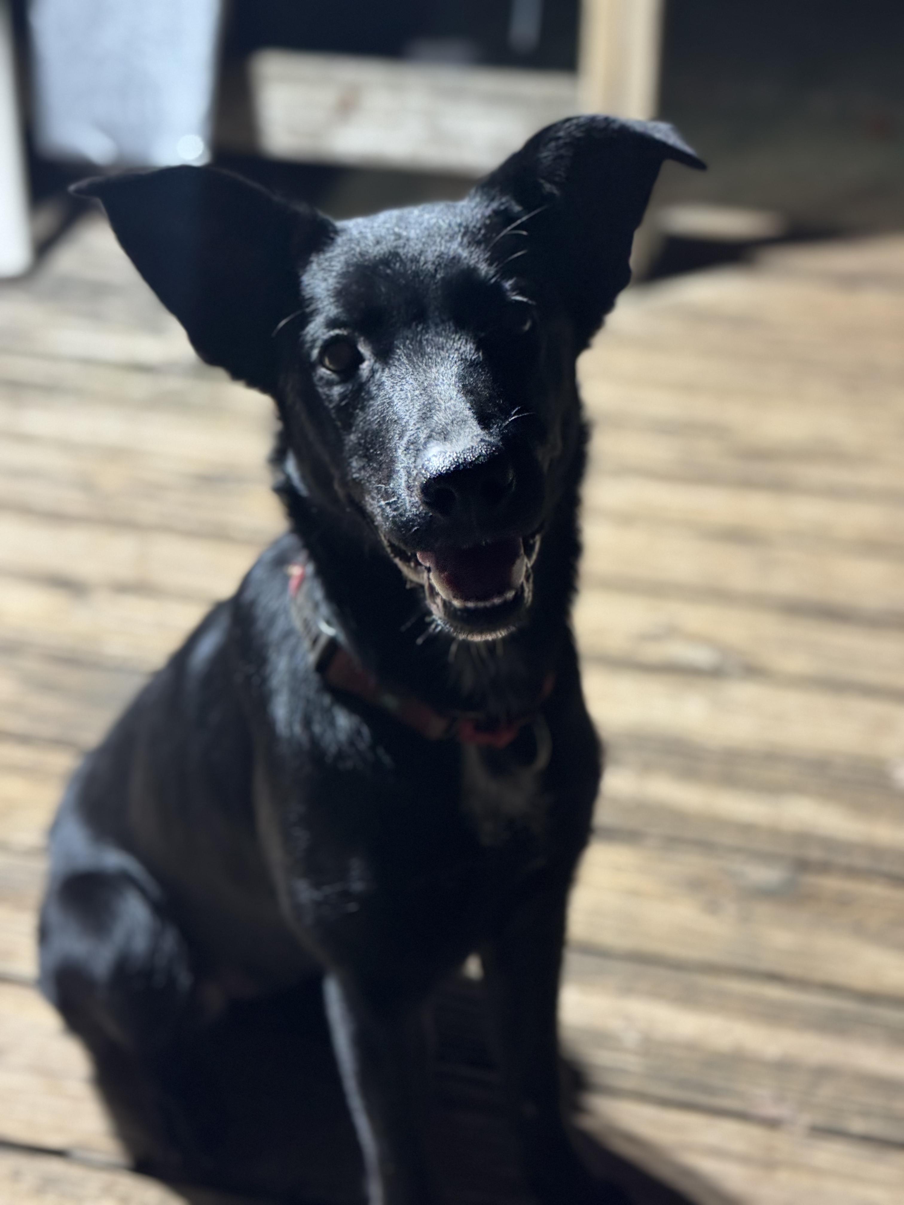 Enlarge Puppy Bailey, a ADOPTABLE Flat-Coated Retriever in Dallas, TX image 2/3