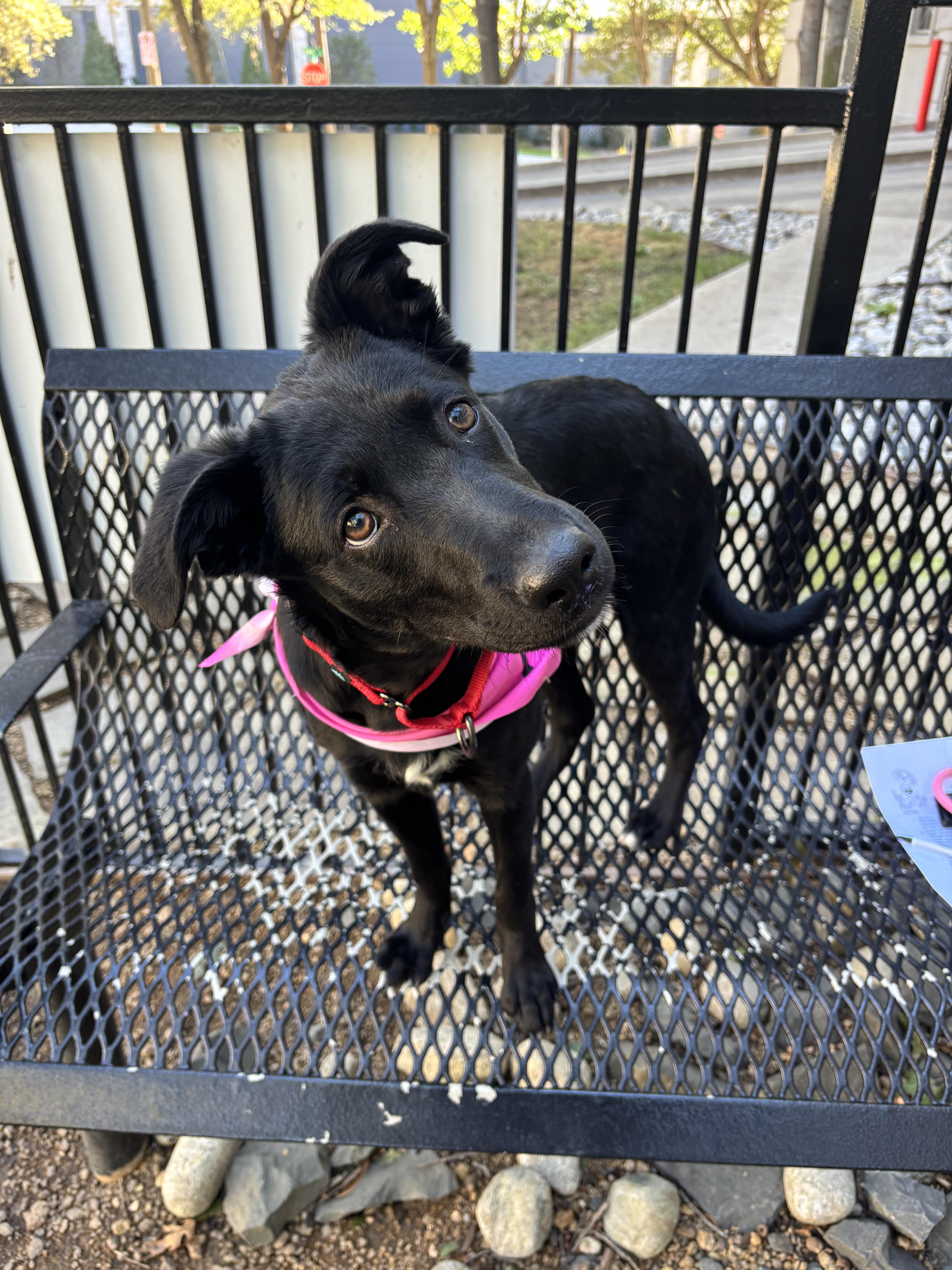Enlarge Puppy Bailey, a ADOPTABLE Flat-Coated Retriever in Dallas, TX image 3/3