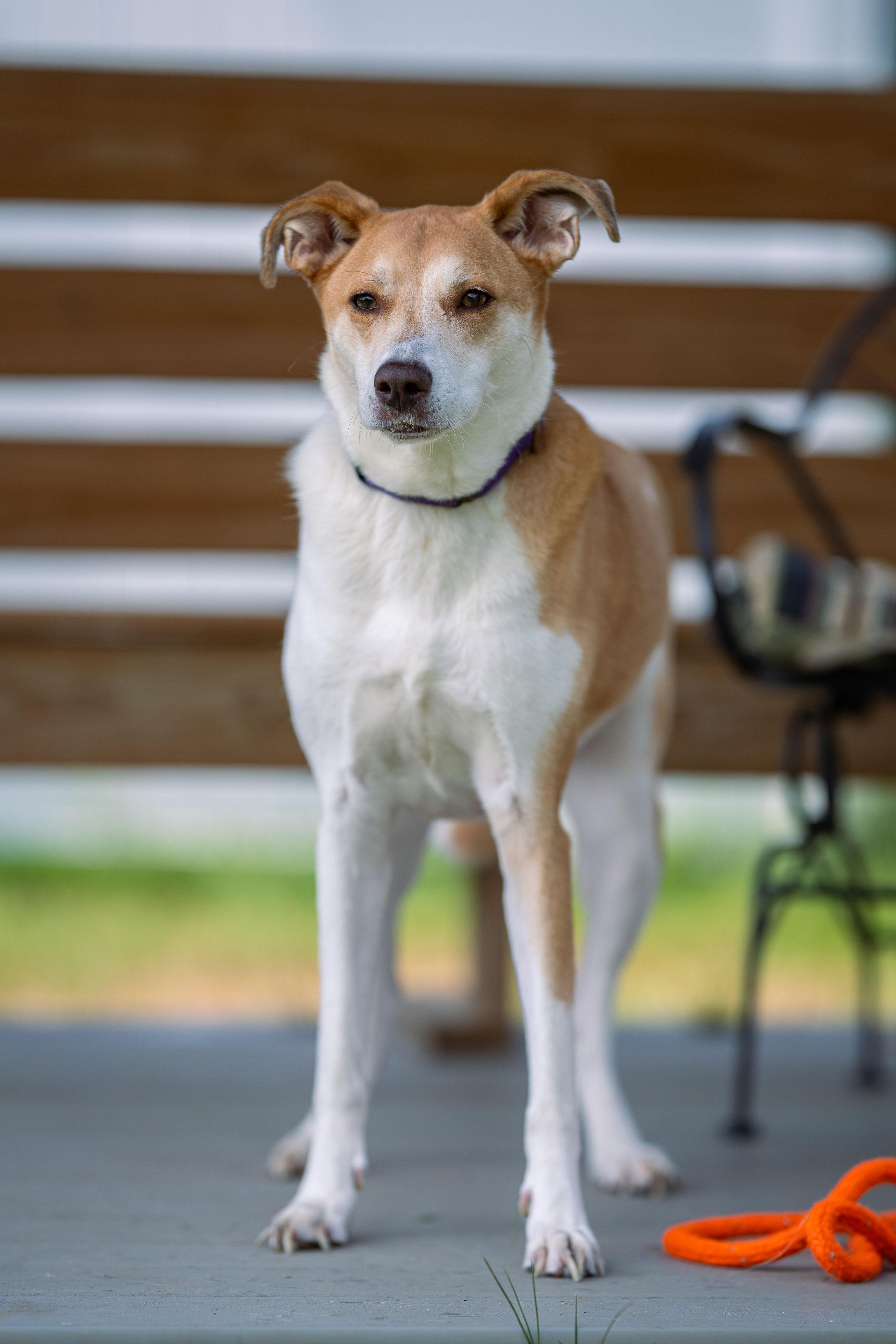 Dahlia, a Adoptable mixed breed in Paris, ME image 5/5