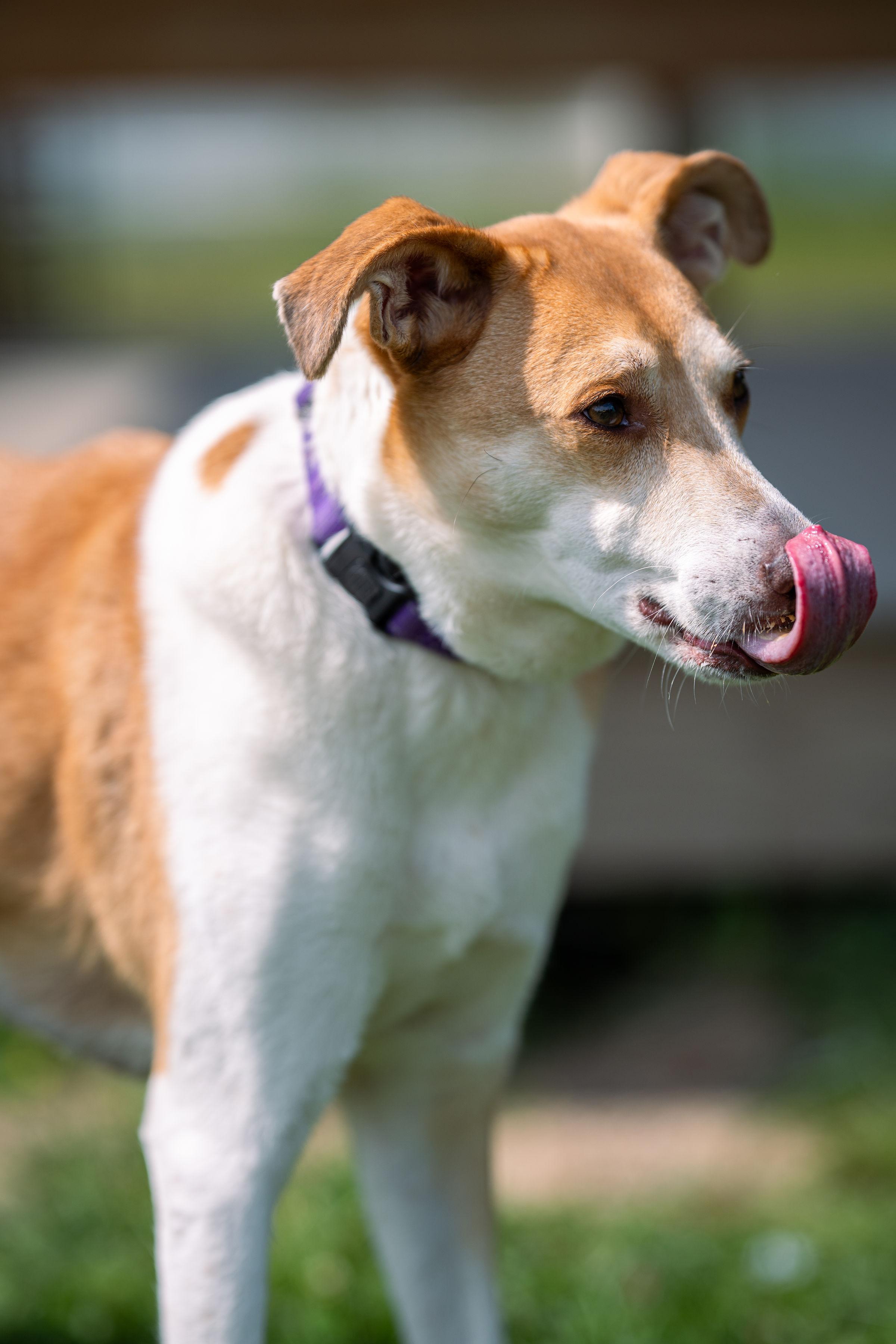 Dahlia, a Adoptable mixed breed in Paris, ME image 4/5