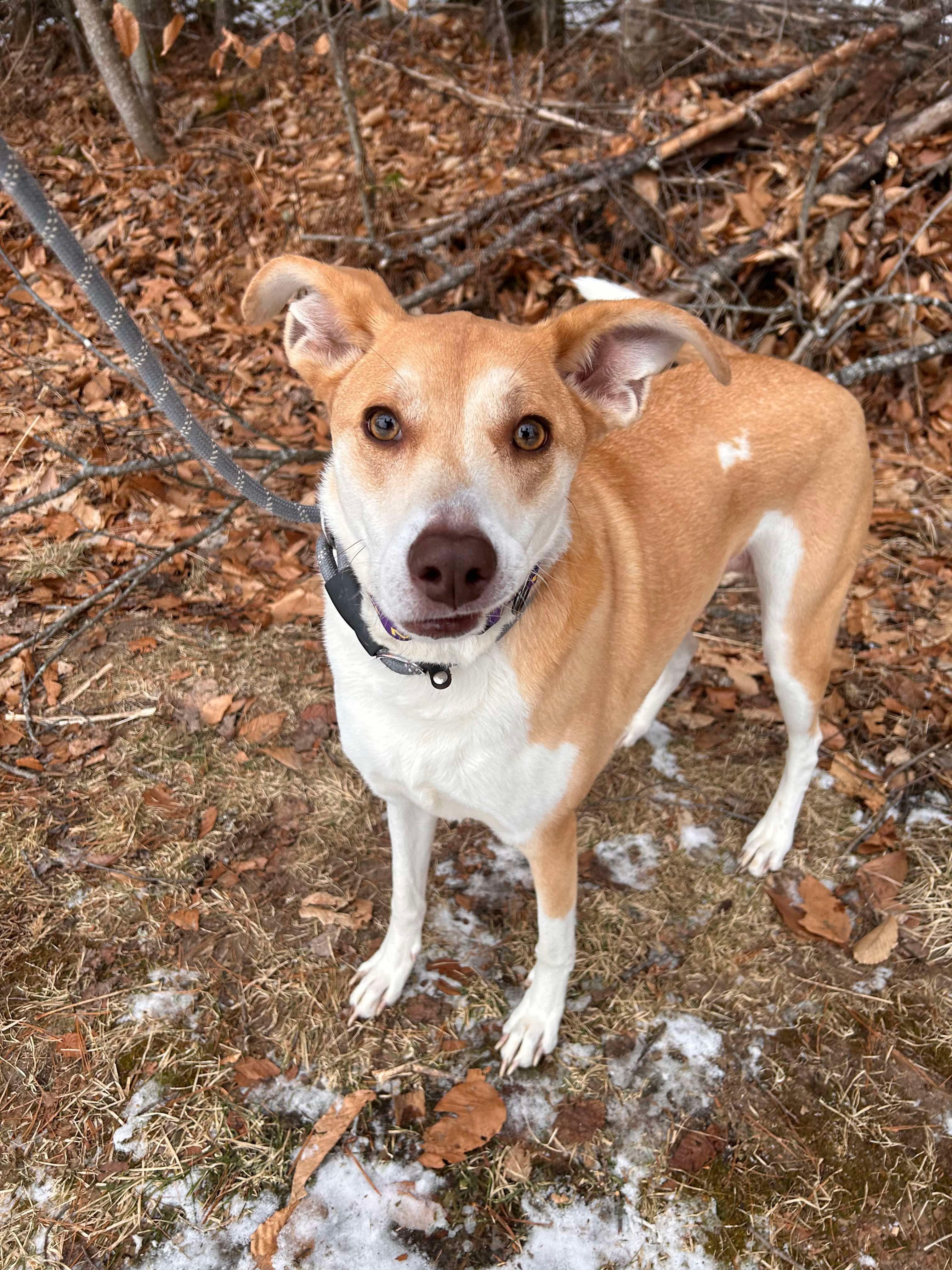 Dahlia, a Adoptable mixed breed in Paris, ME image 3/4