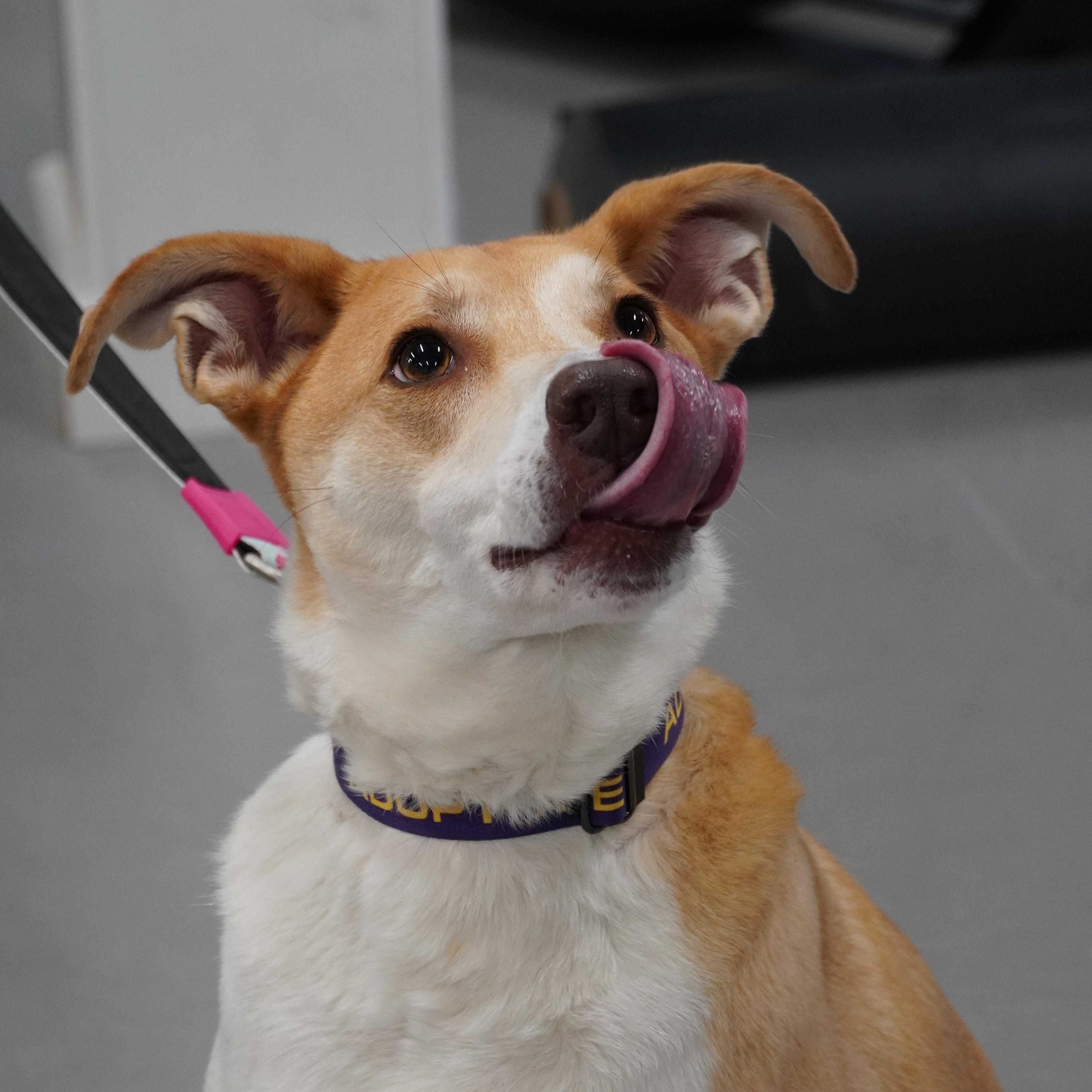 Dahlia, Adult Female Shepherd