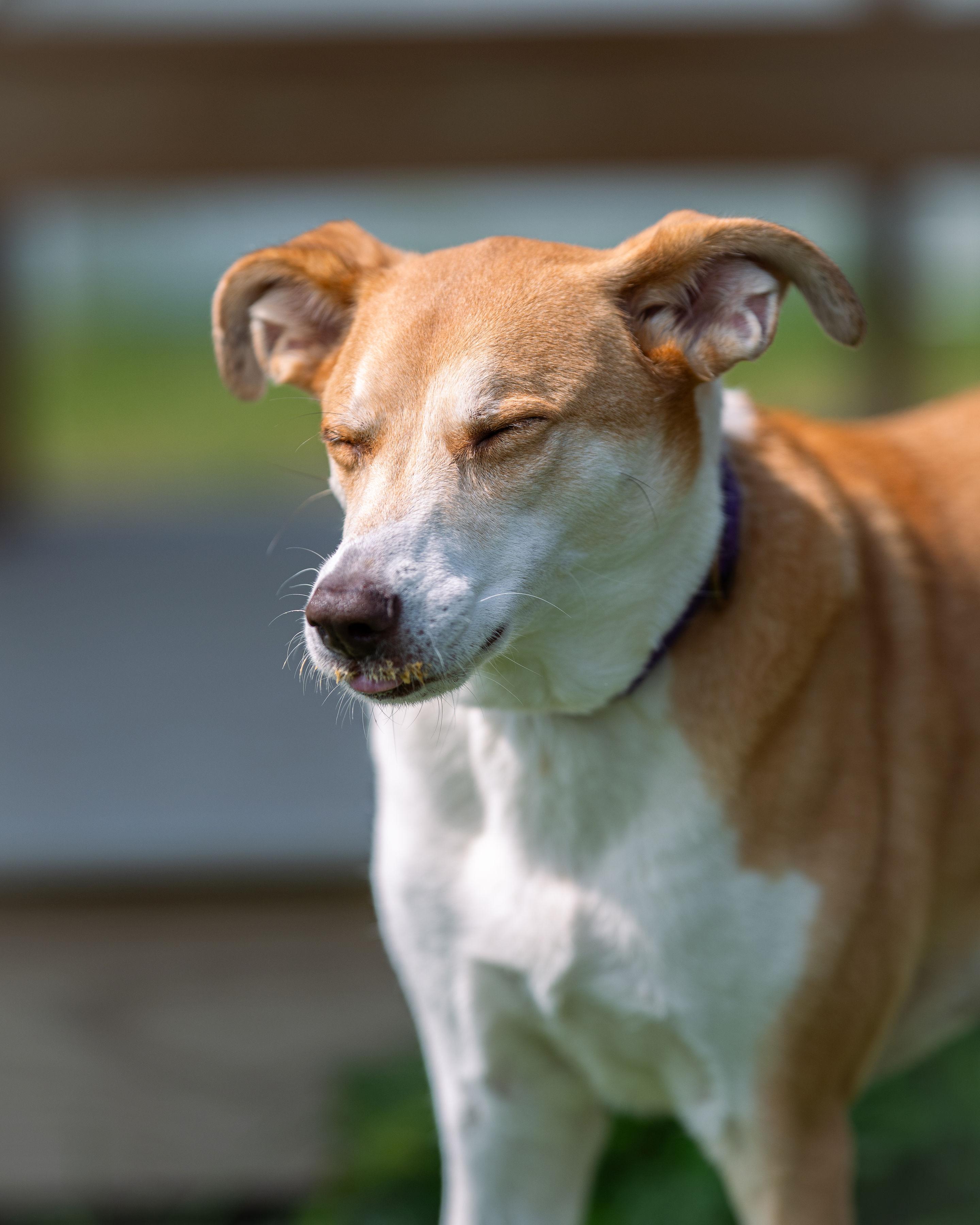 Dahlia, a Adoptable mixed breed in Paris, ME image 3/5