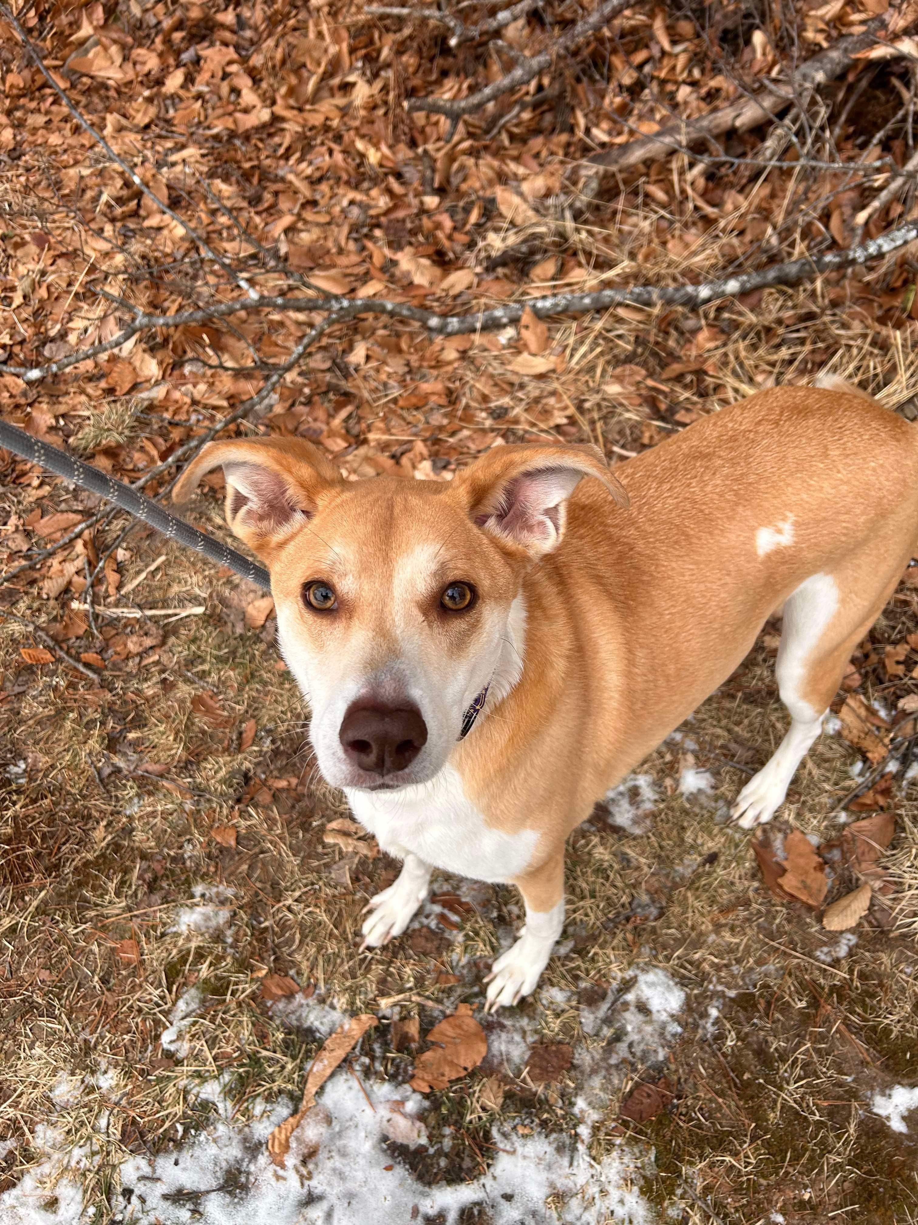 Dahlia, a Adoptable mixed breed in Paris, ME image 4/4