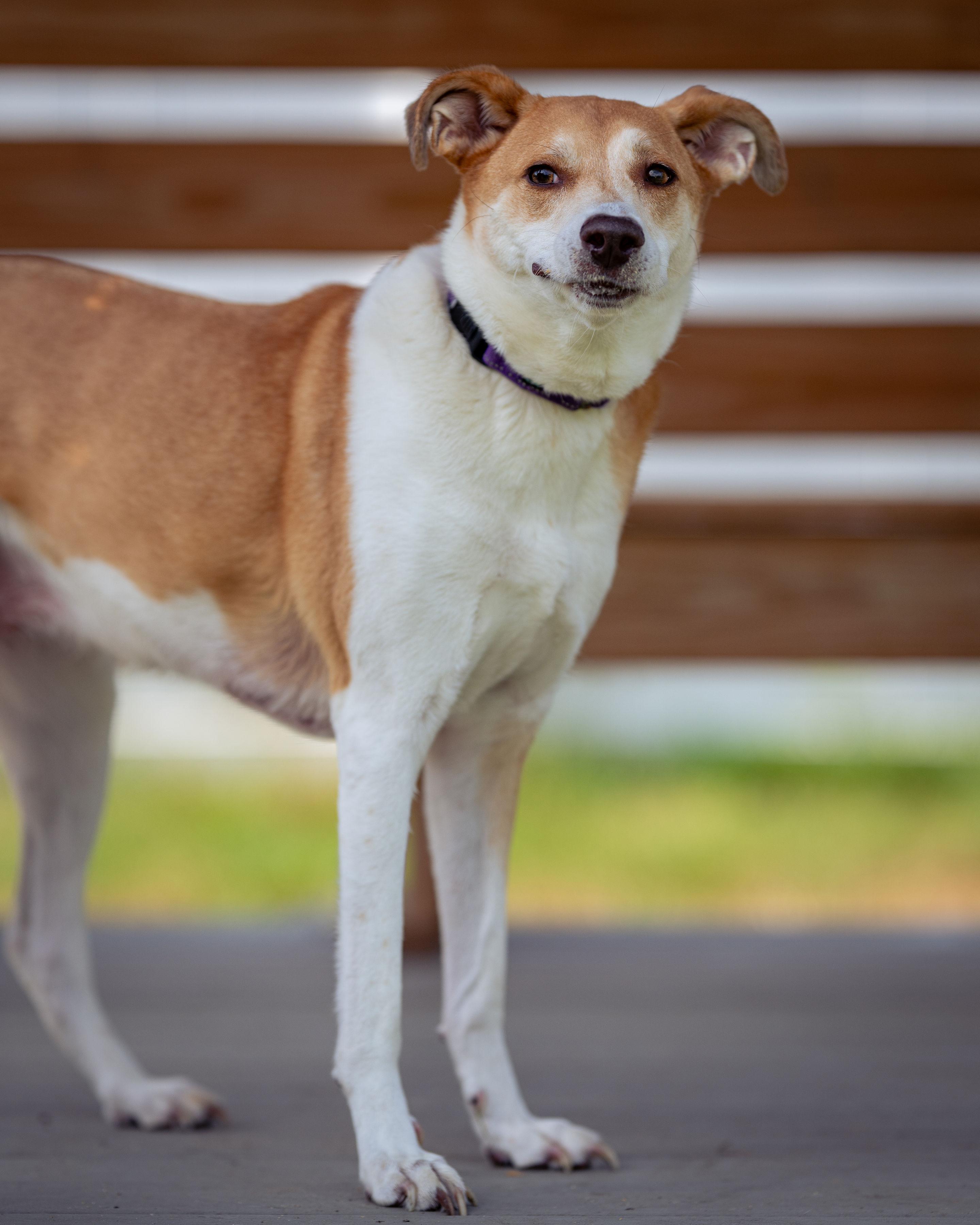 Dahlia, a Adoptable mixed breed in Paris, ME image 2/5